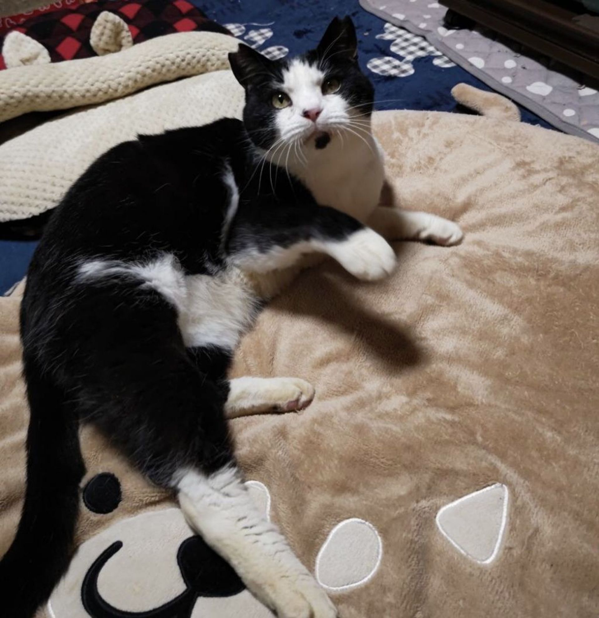 雑種（ミックス猫）・オスの里親募集の写真