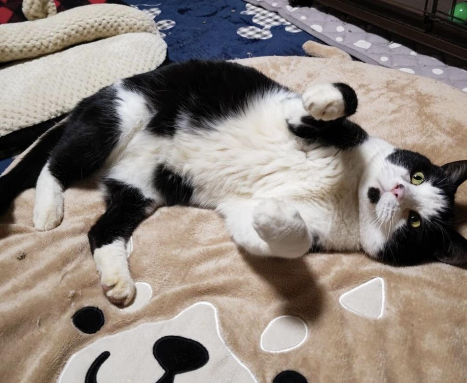pet-image-3