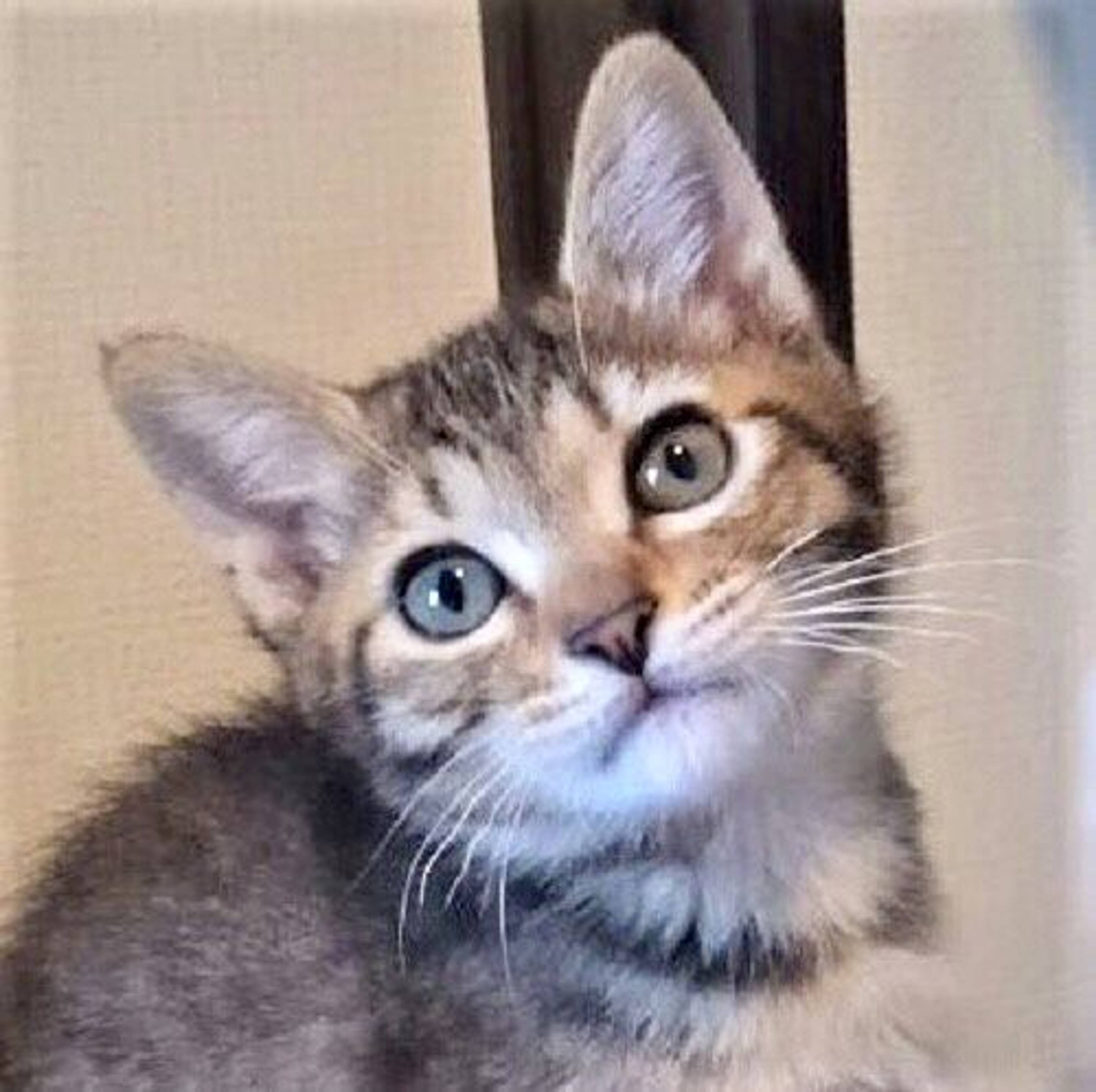 雑種（ミックス猫）・メスの里親募集の写真