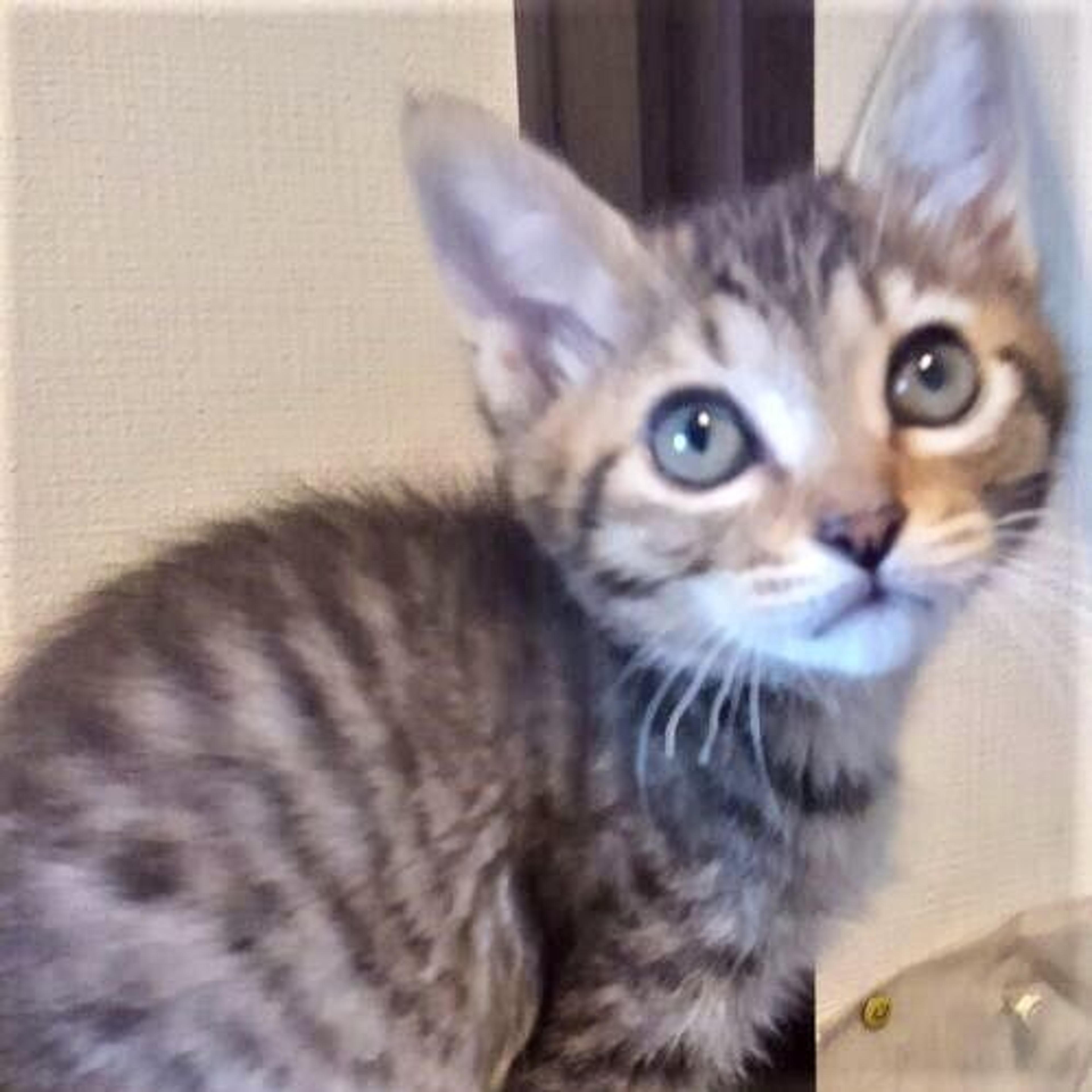 pet-image-2