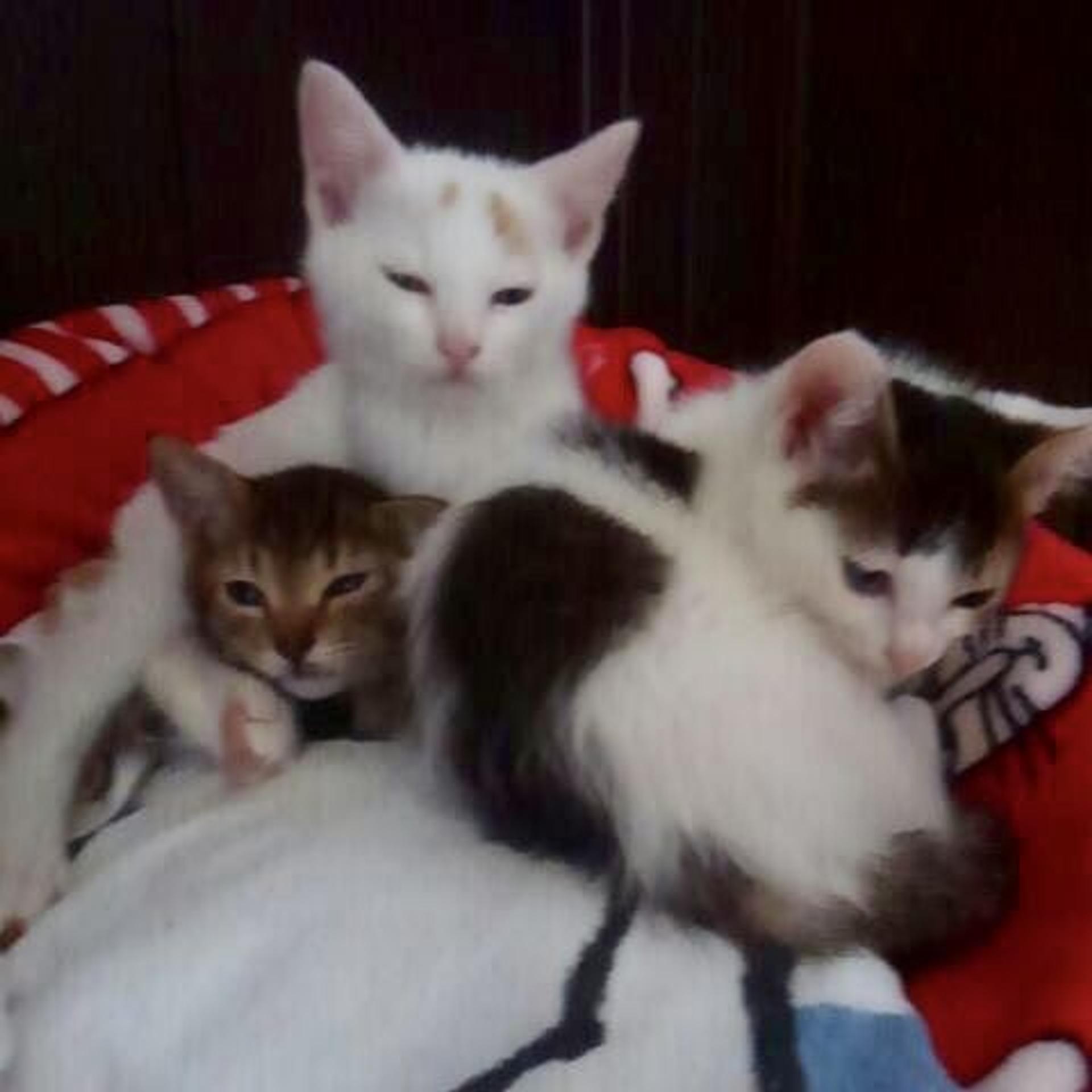 pet-image-3