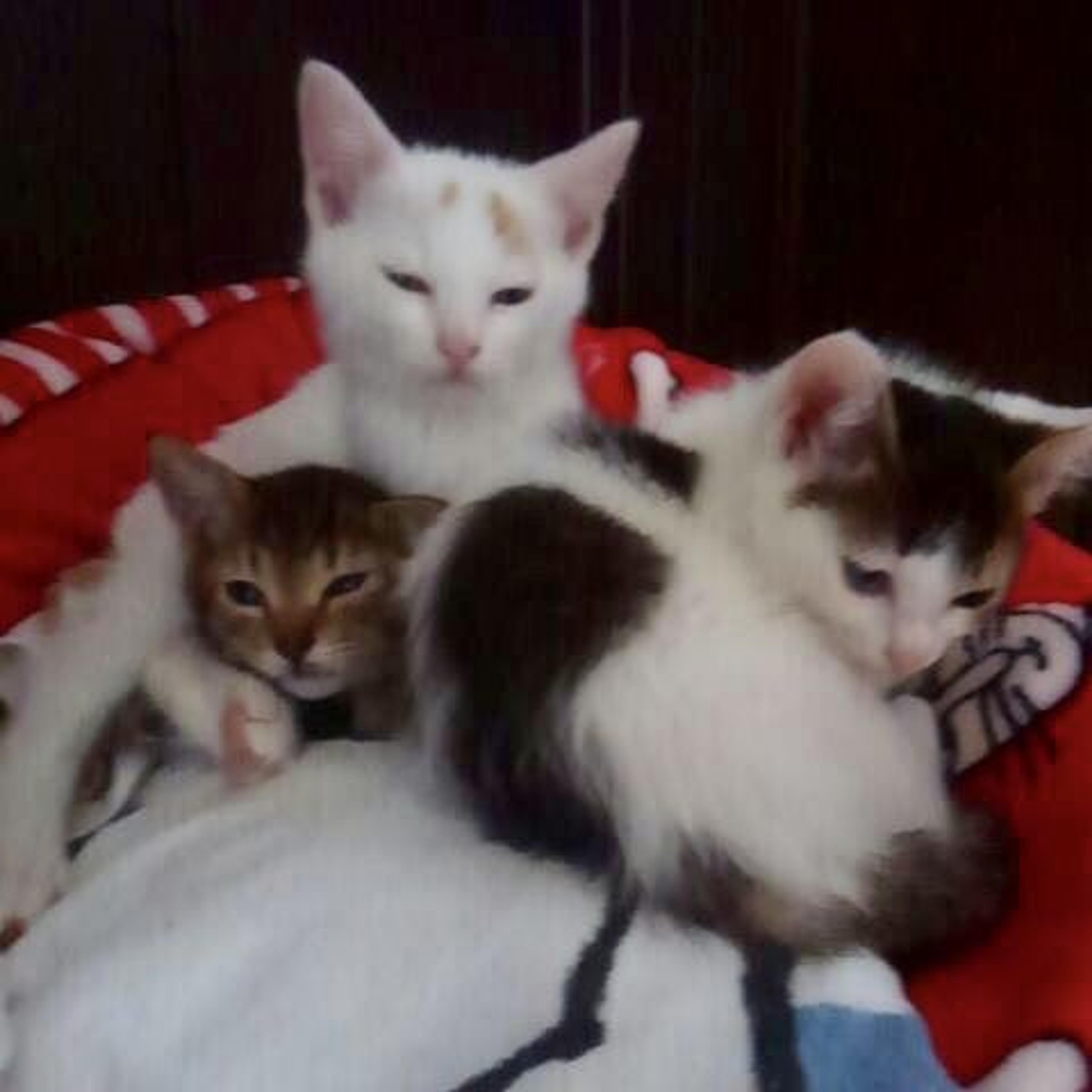 pet-image-3