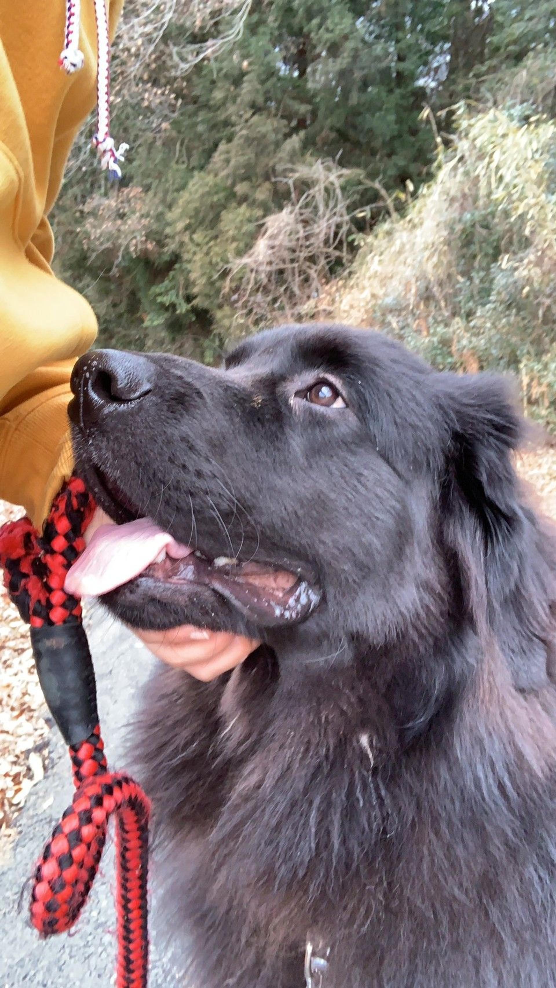 pet-image-5