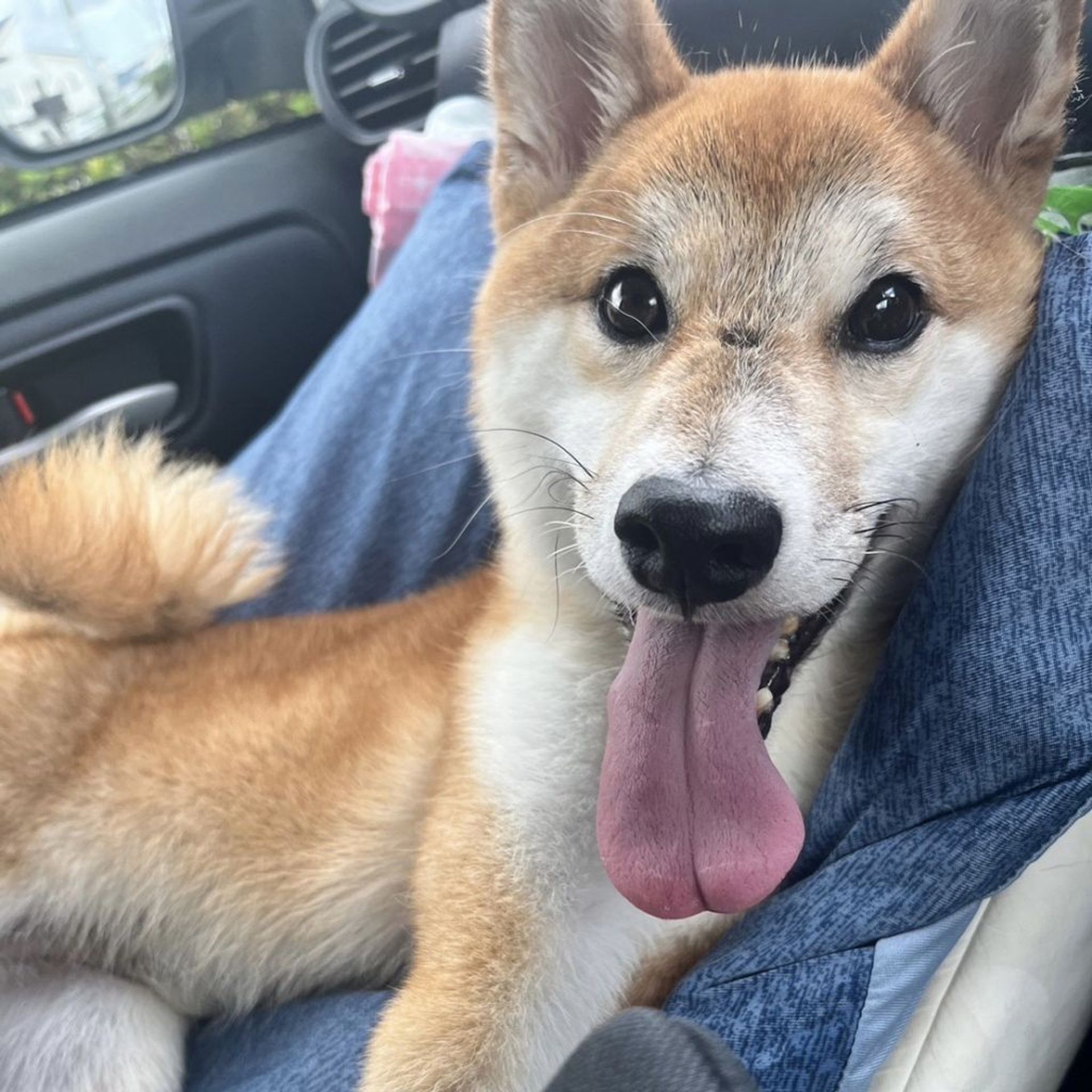 柴犬・オスの里親募集の写真