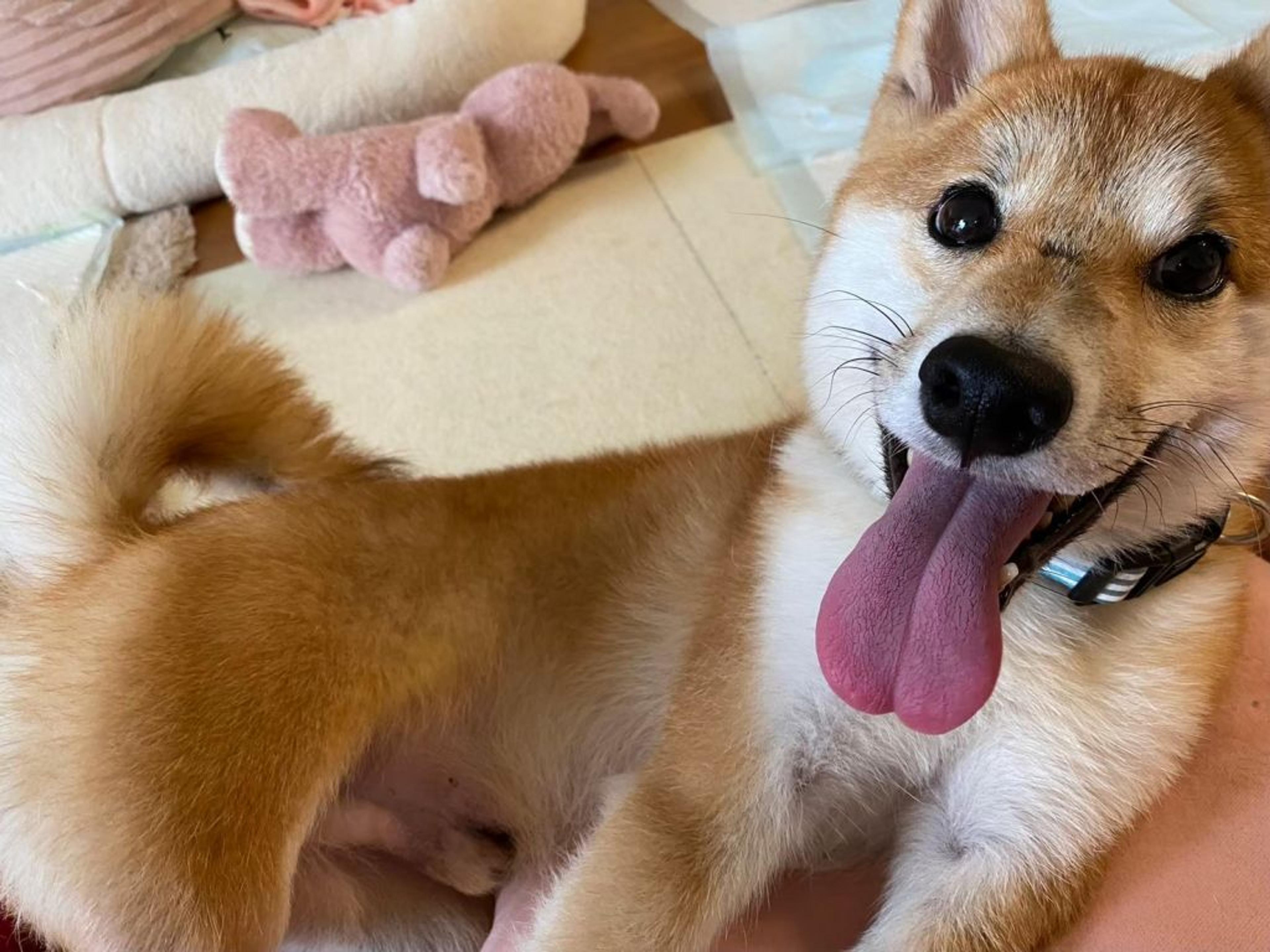 pet-image-3