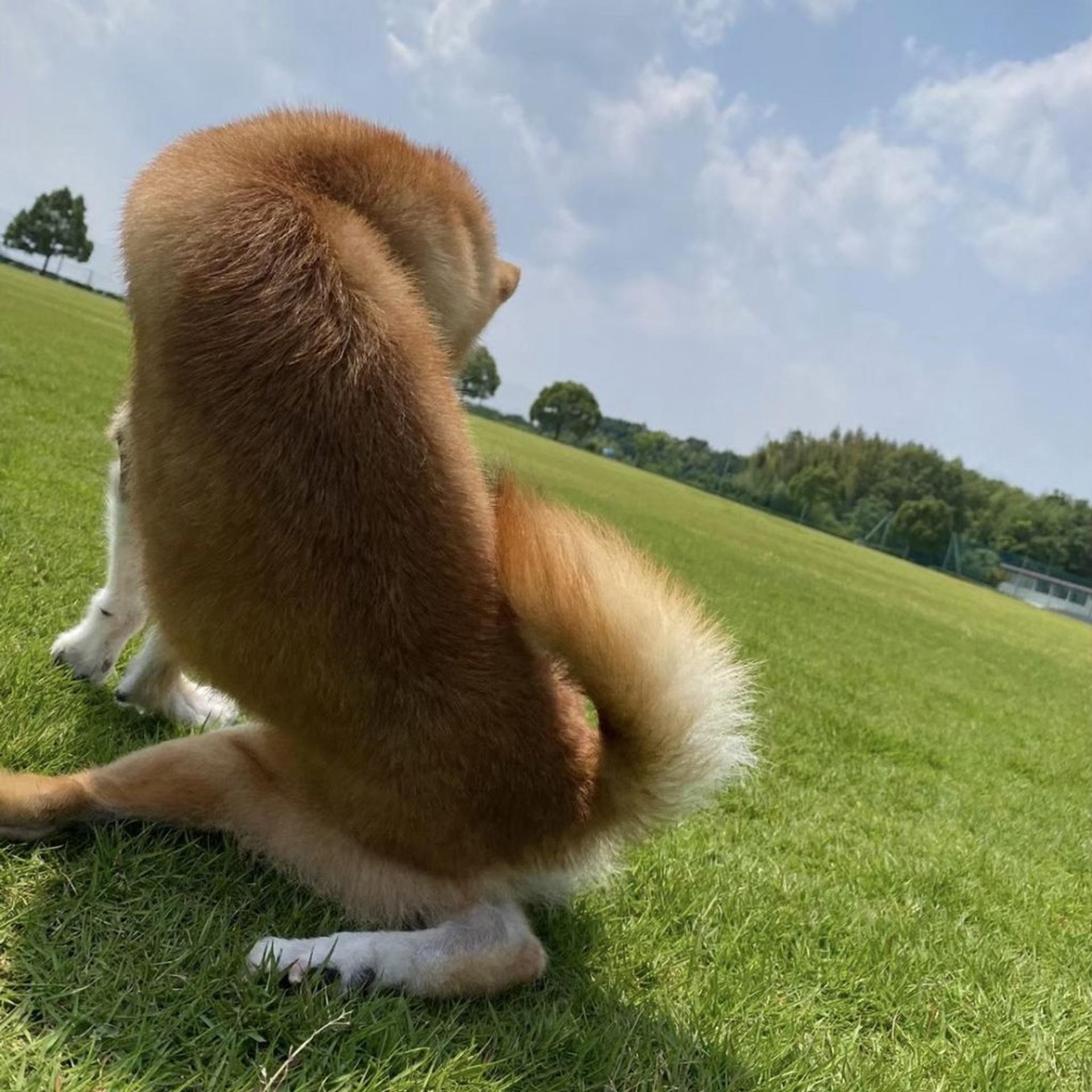 pet-image-4