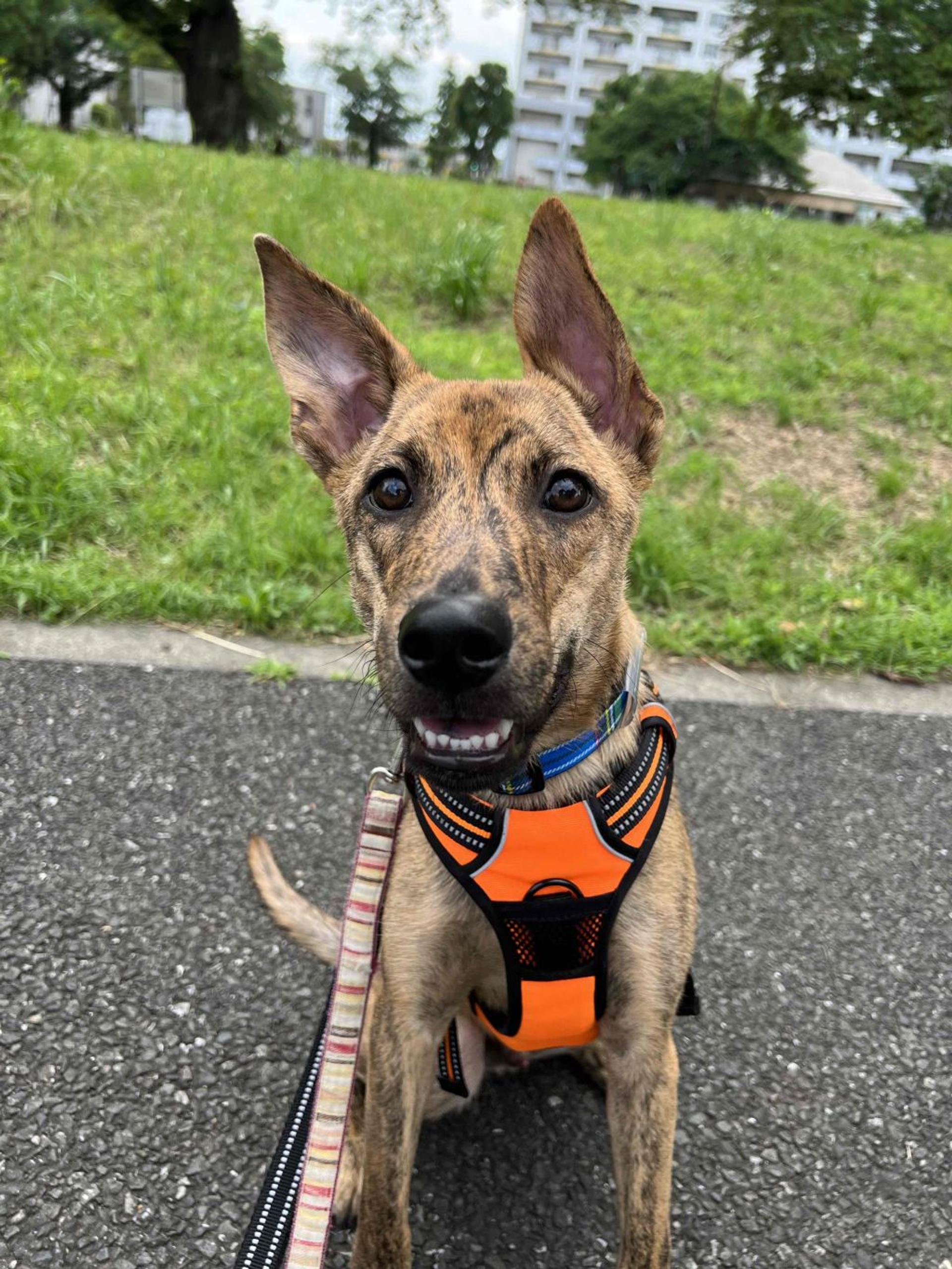 pet-image-2