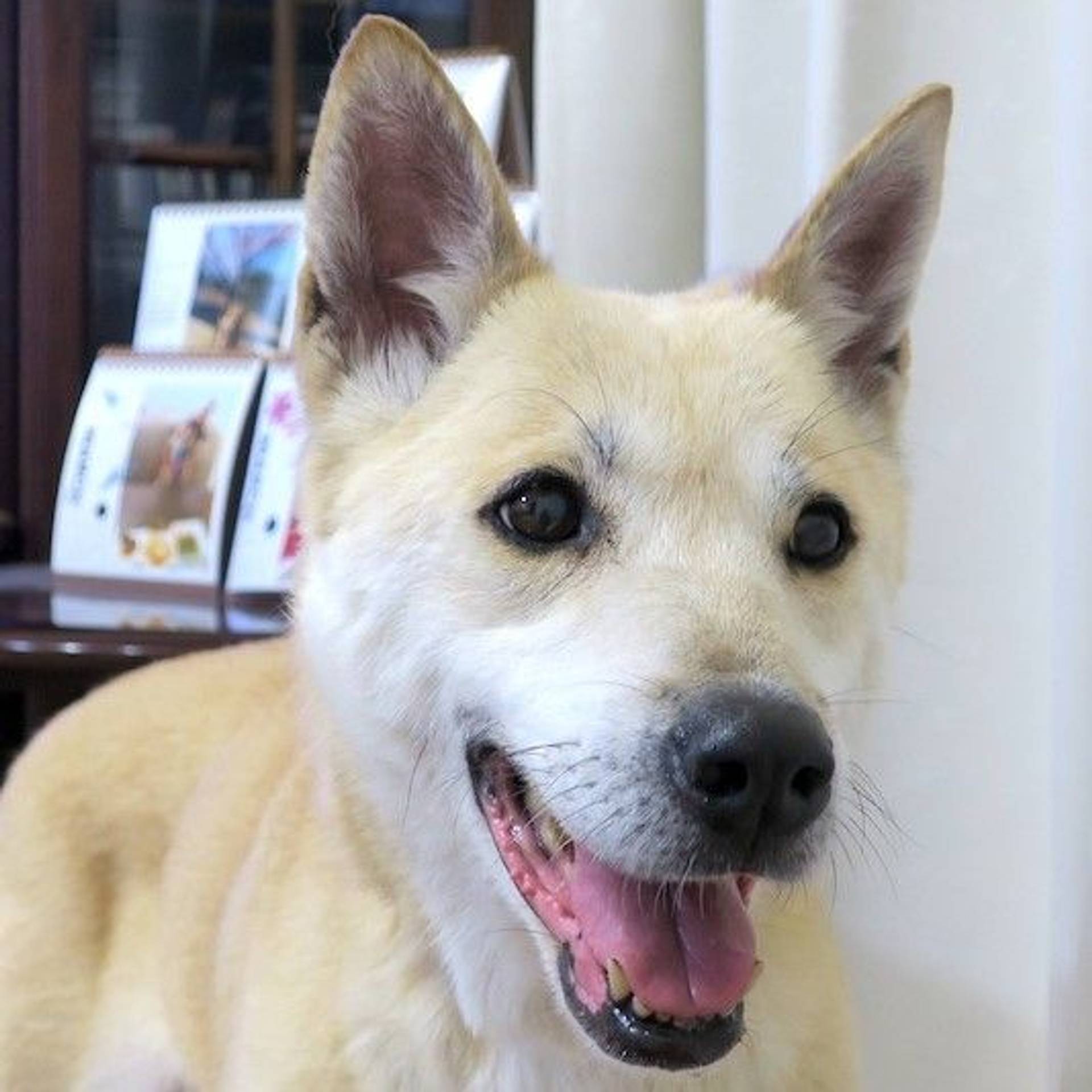 雑種（ミックス犬）・メスの里親募集の写真