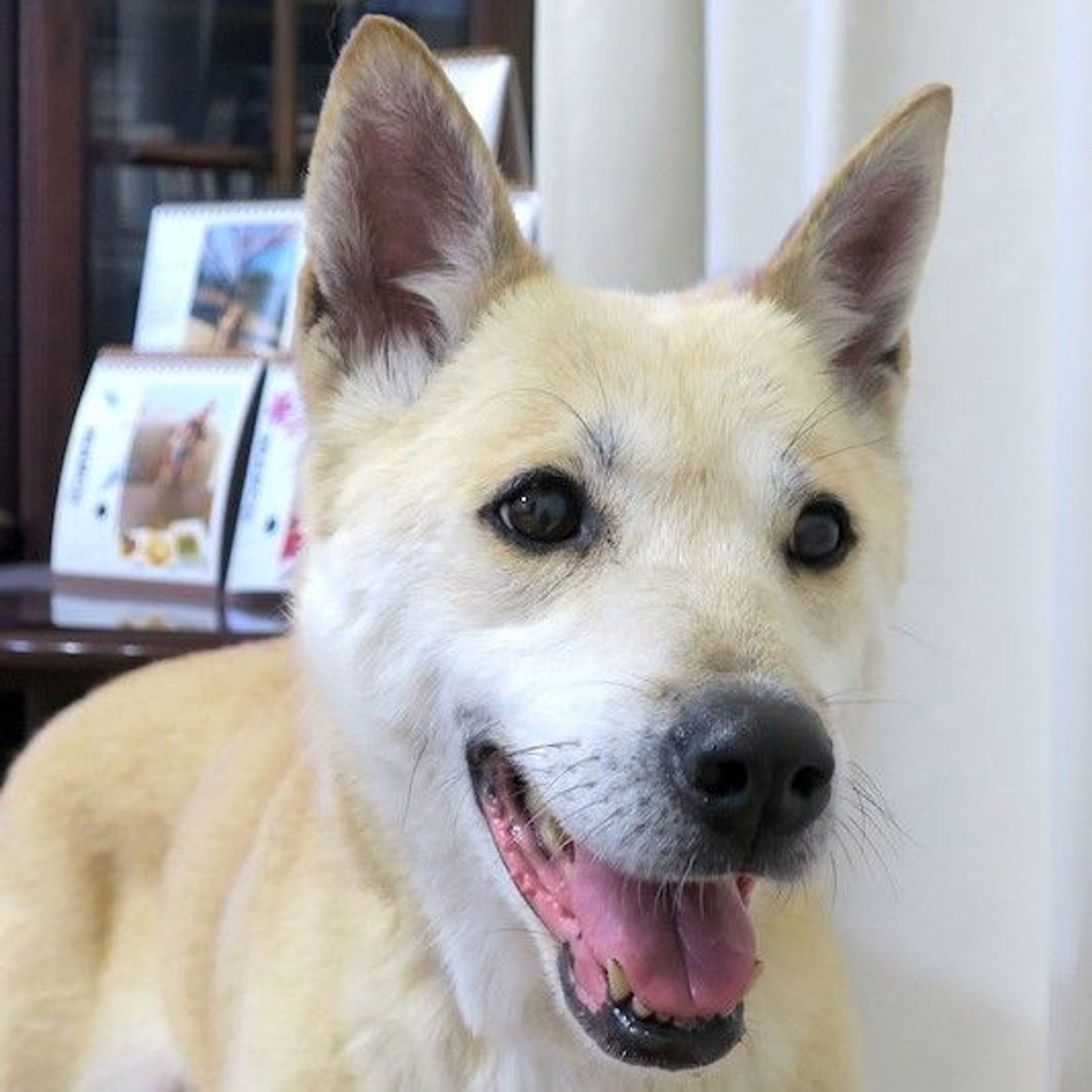雑種（ミックス犬）・メスの里親募集の写真