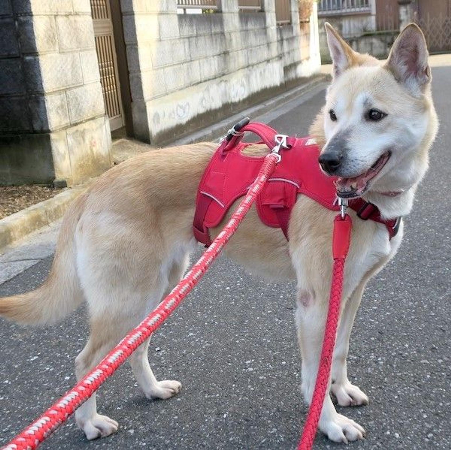 pet-image-4