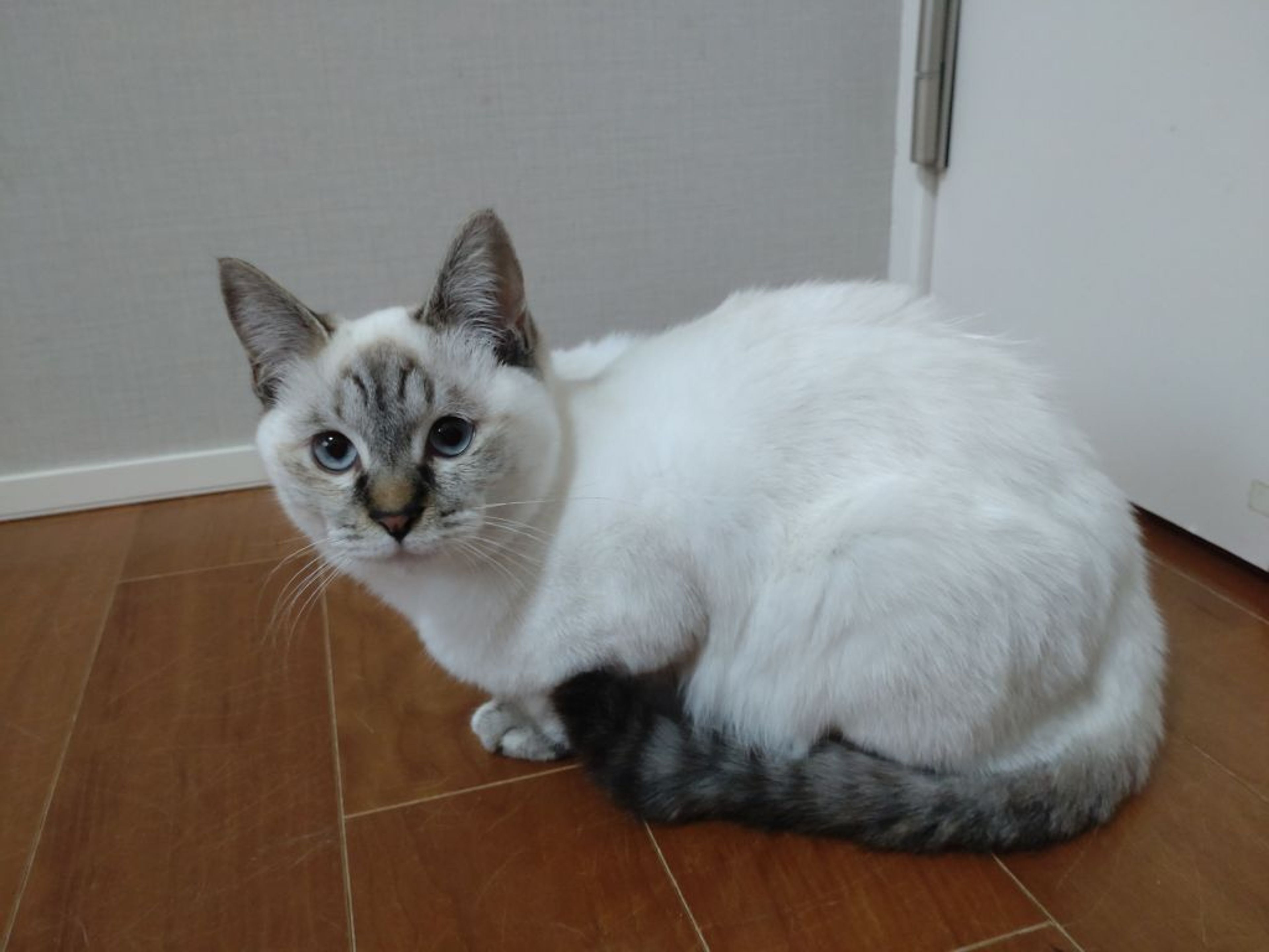 雑種（ミックス猫）・メスの里親募集の写真