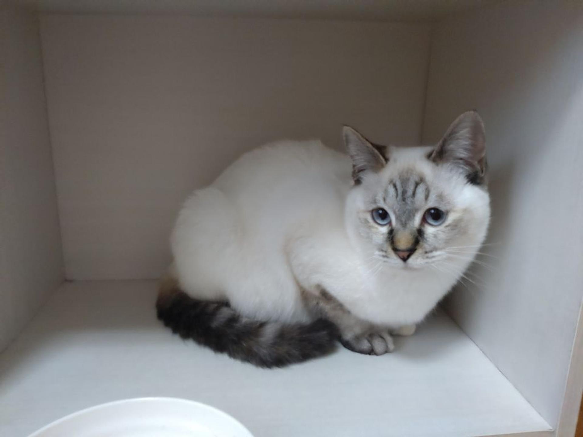 pet-image-2