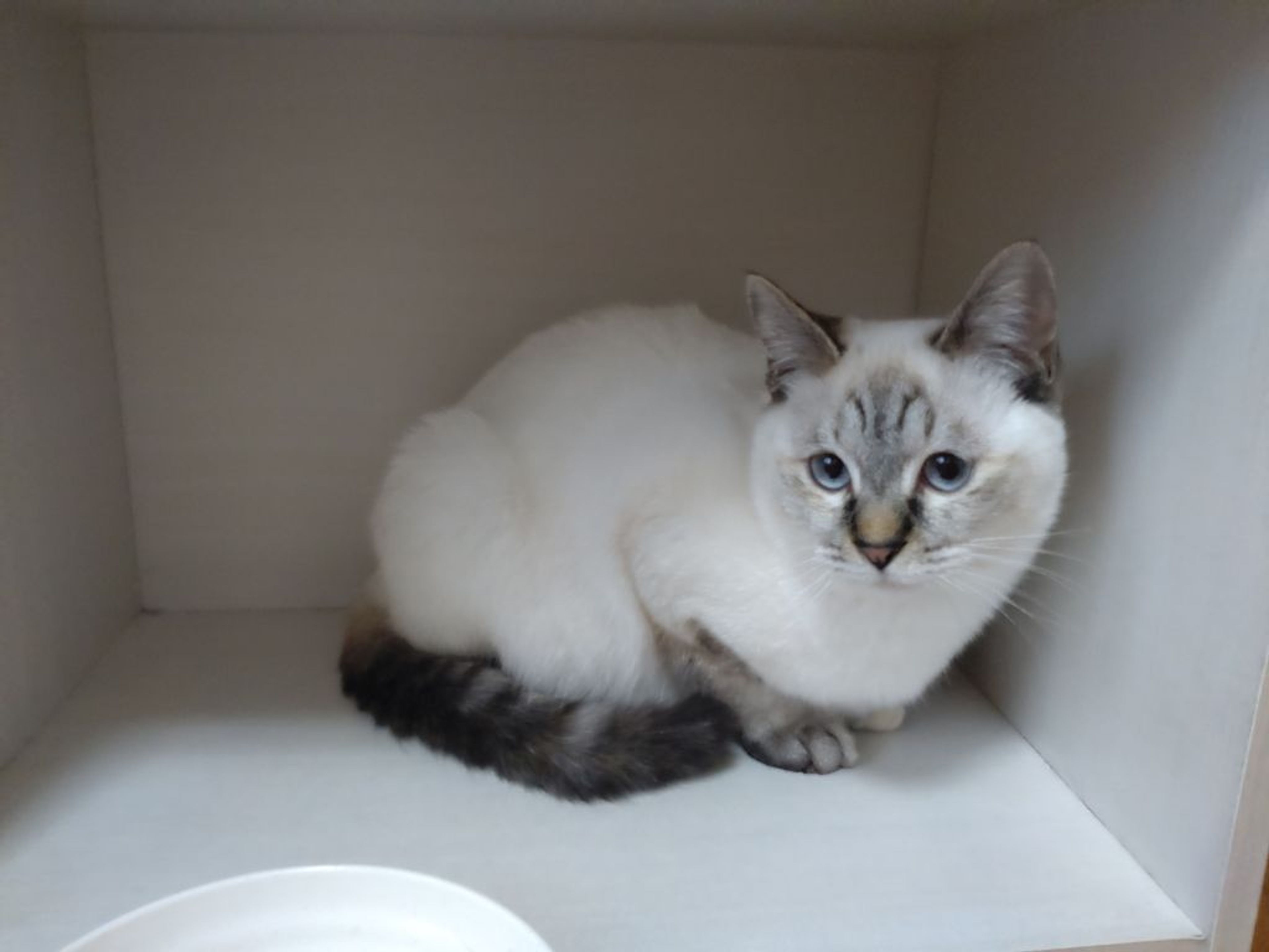 pet-image-2