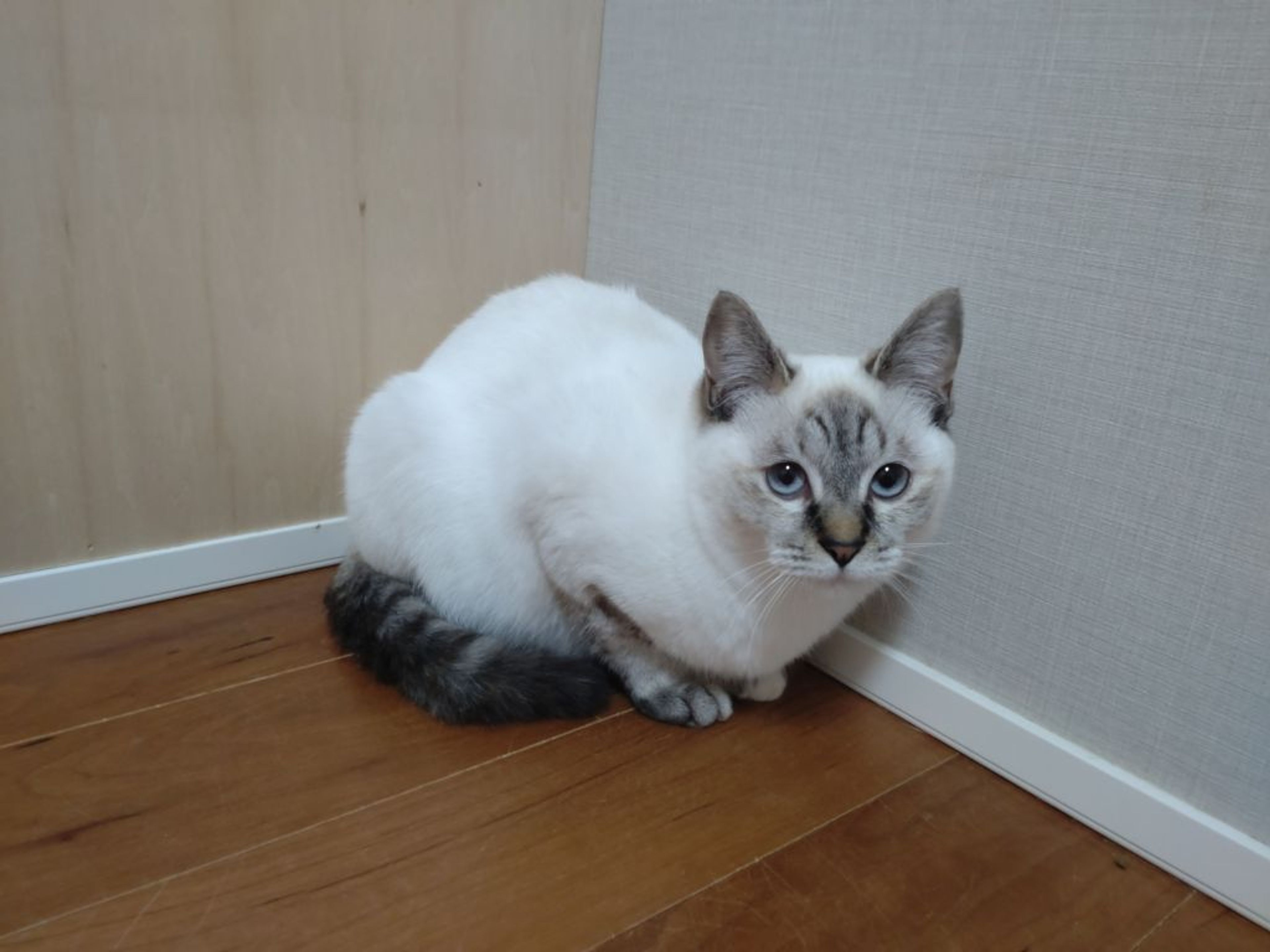 pet-image-3