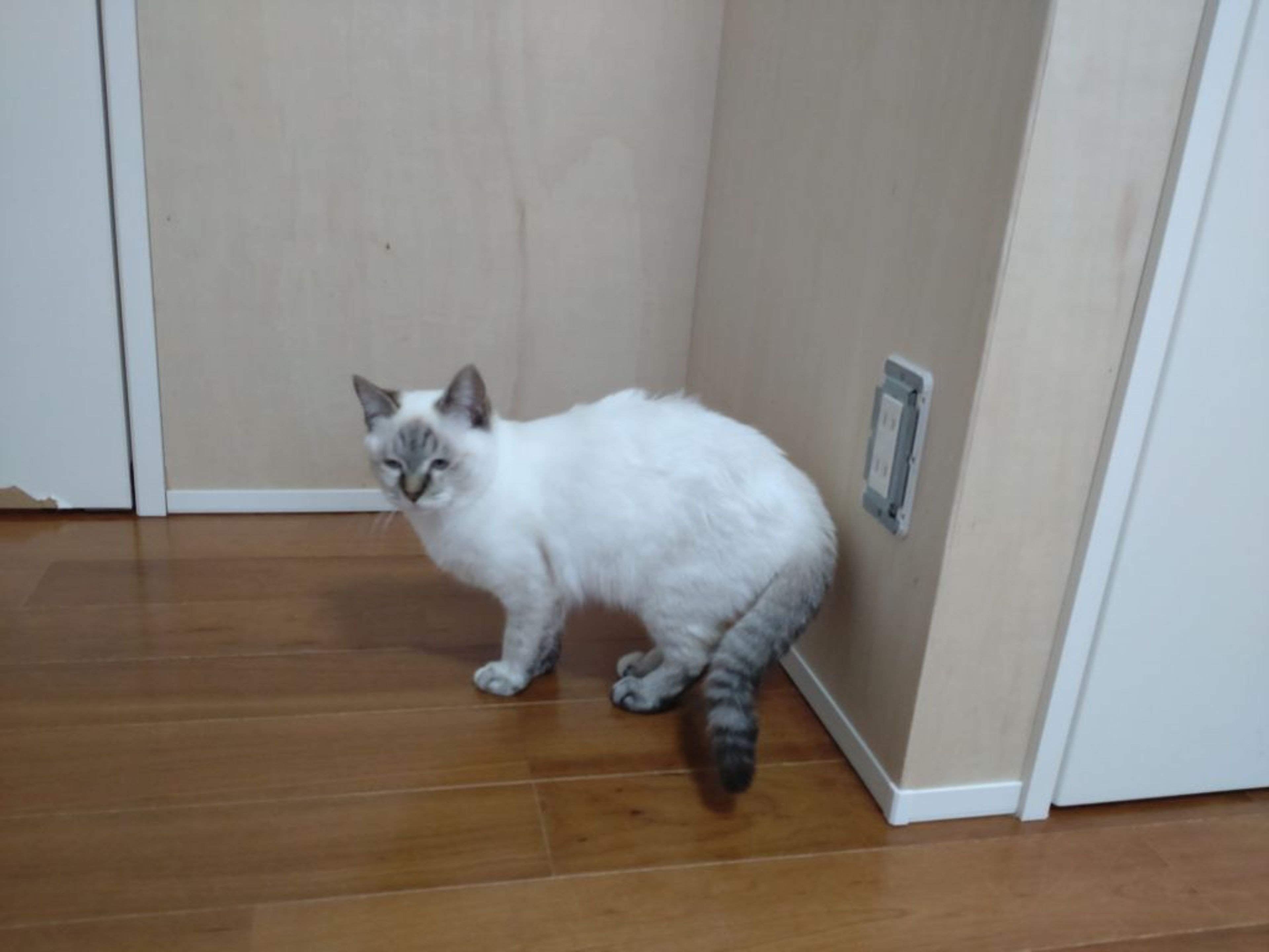 pet-image-4