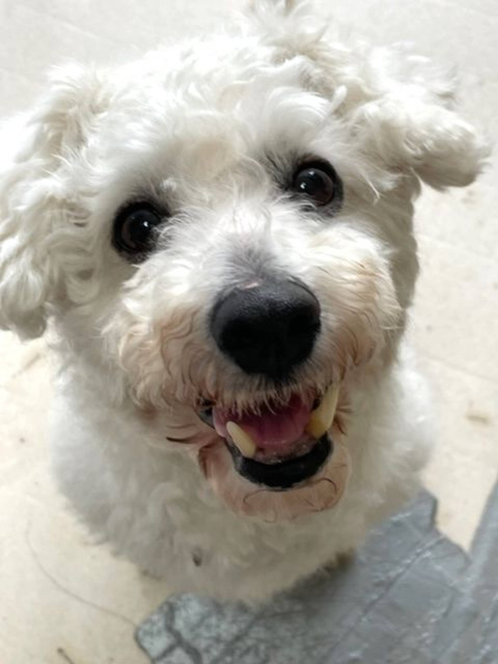 雑種（ミックス犬）・オスの里親募集の写真