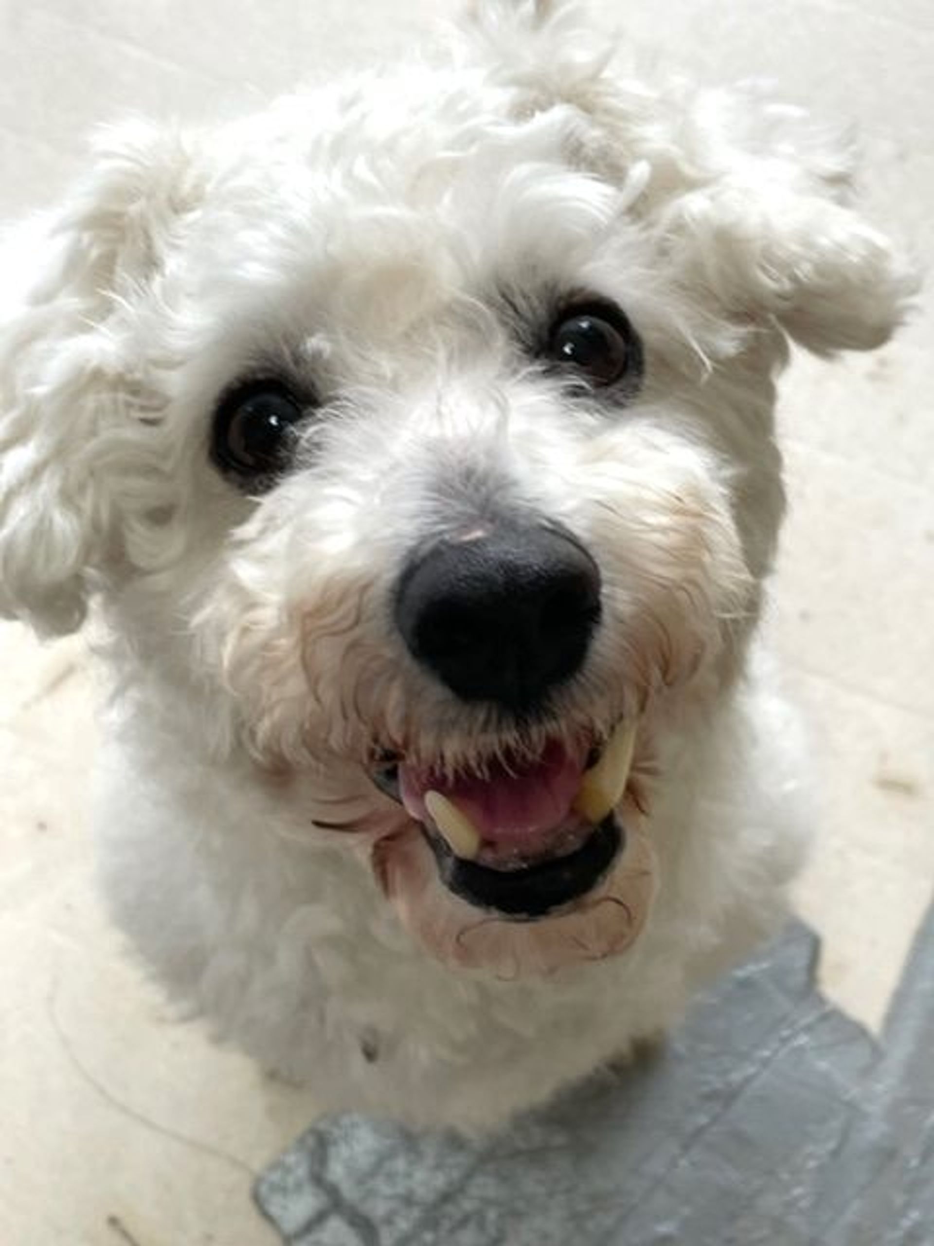 雑種（ミックス犬）・オスの里親募集の写真
