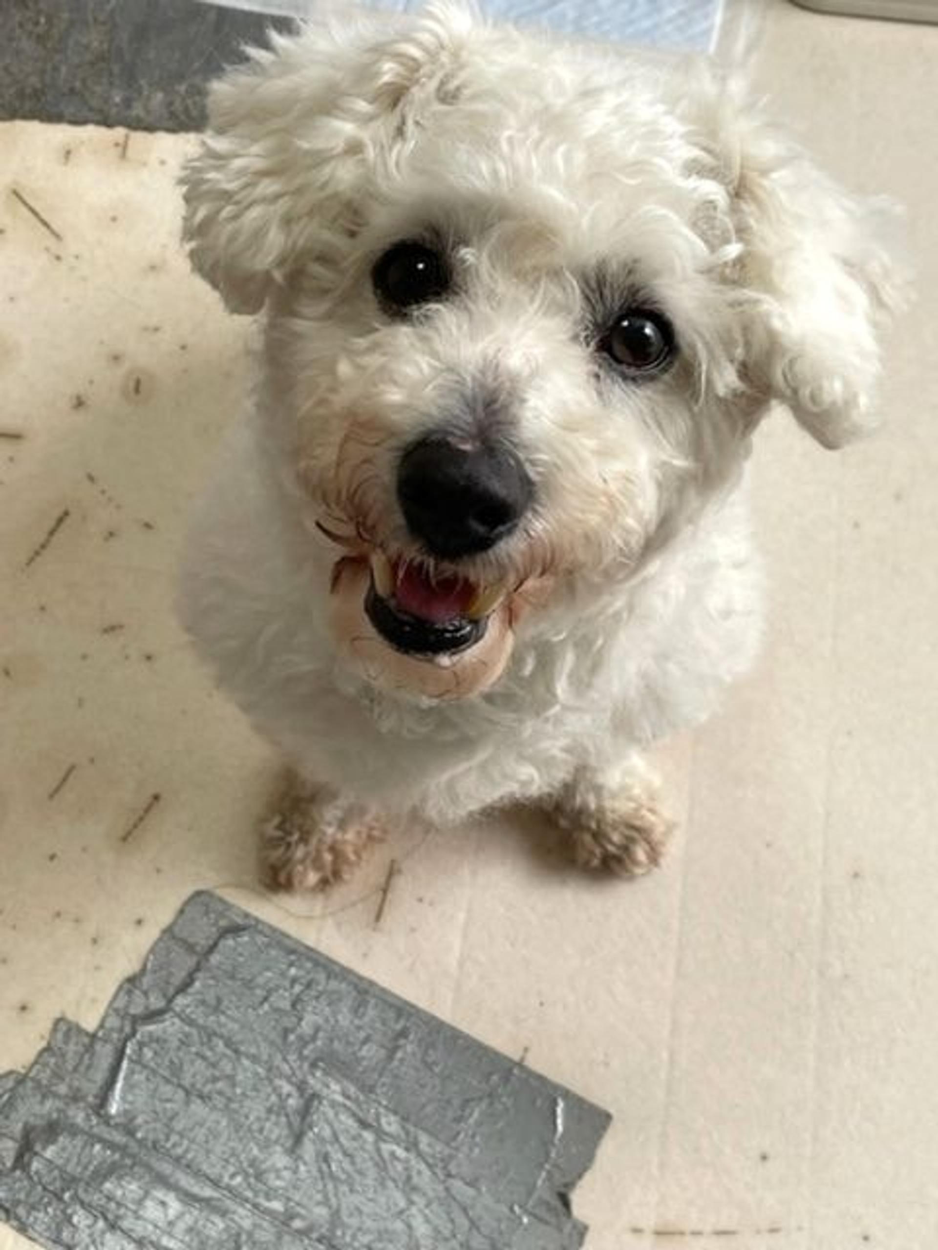 pet-image-3
