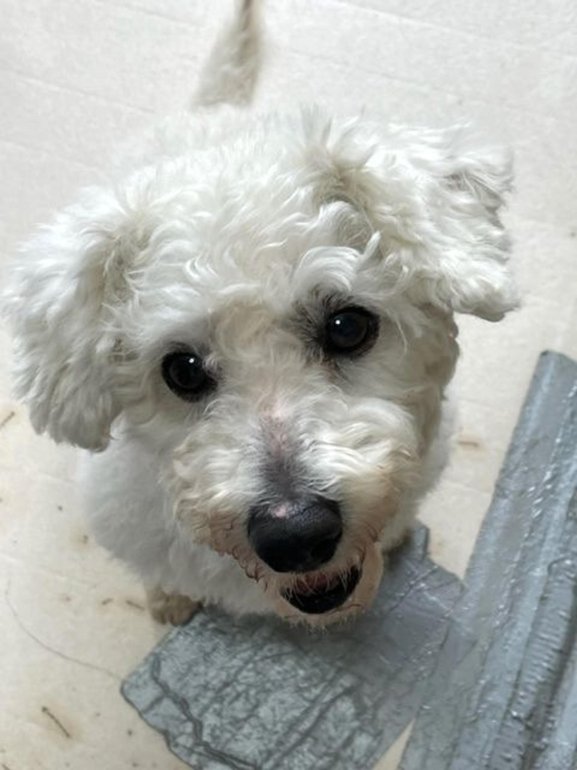 pet-image-4