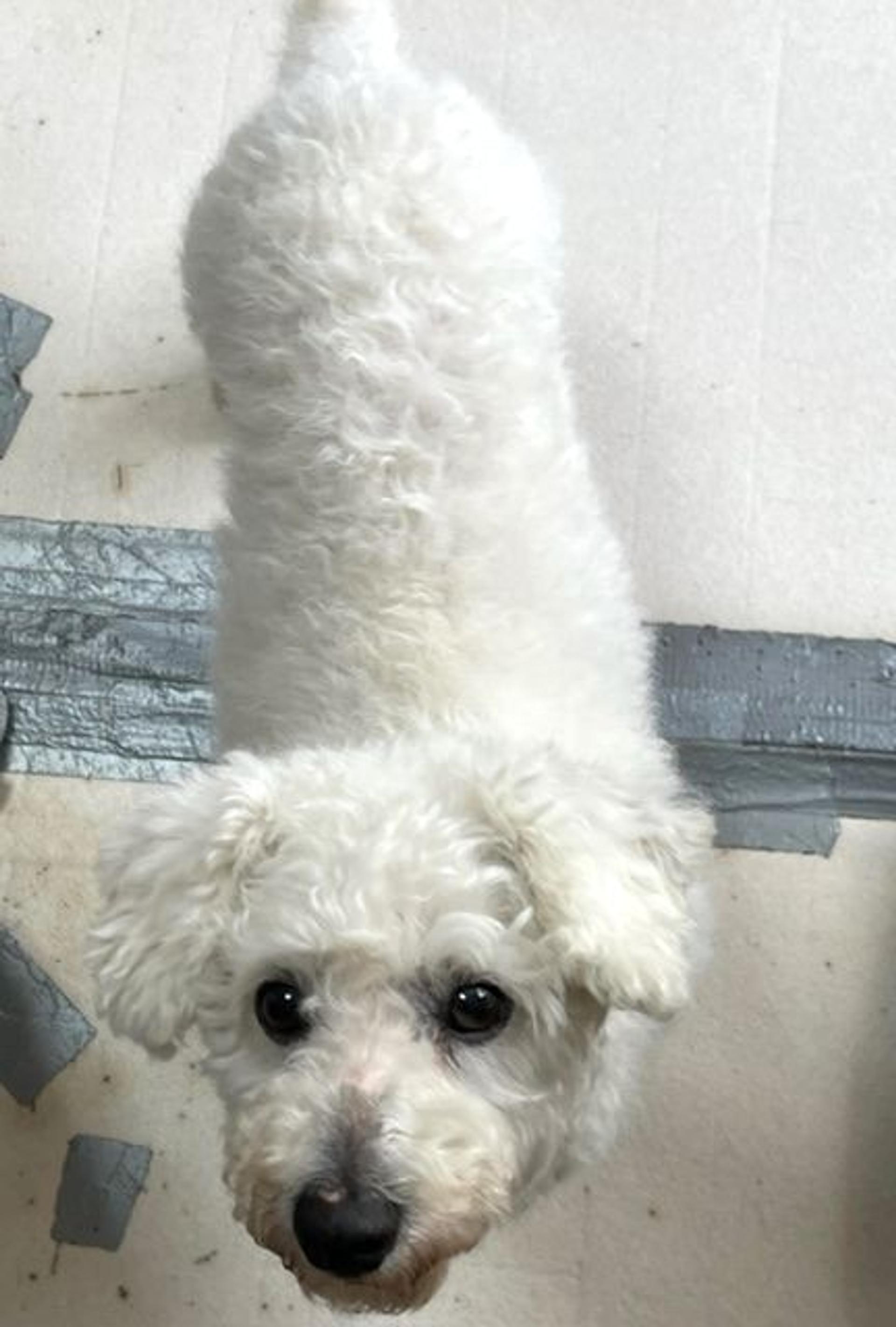pet-image-5