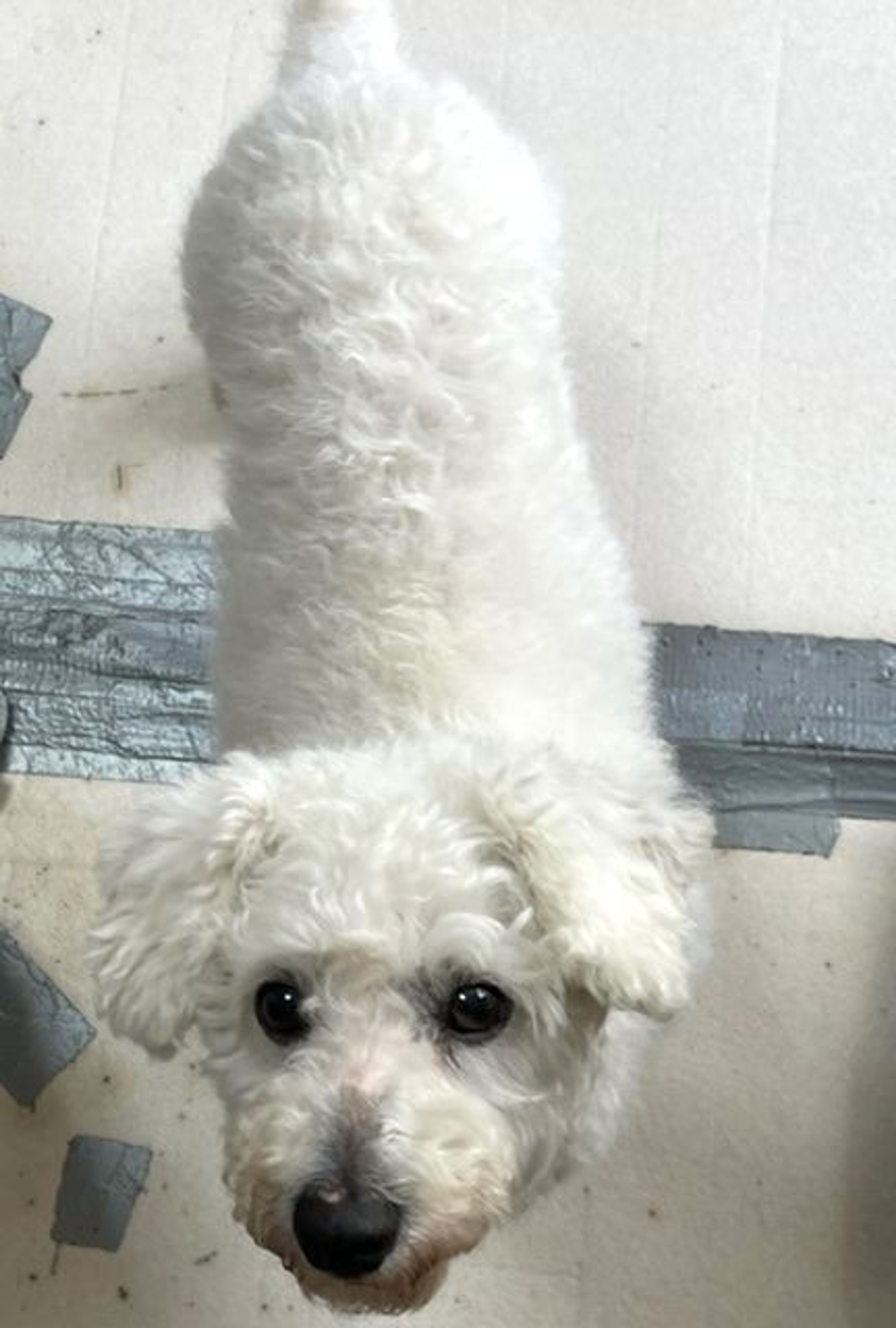 pet-image-5