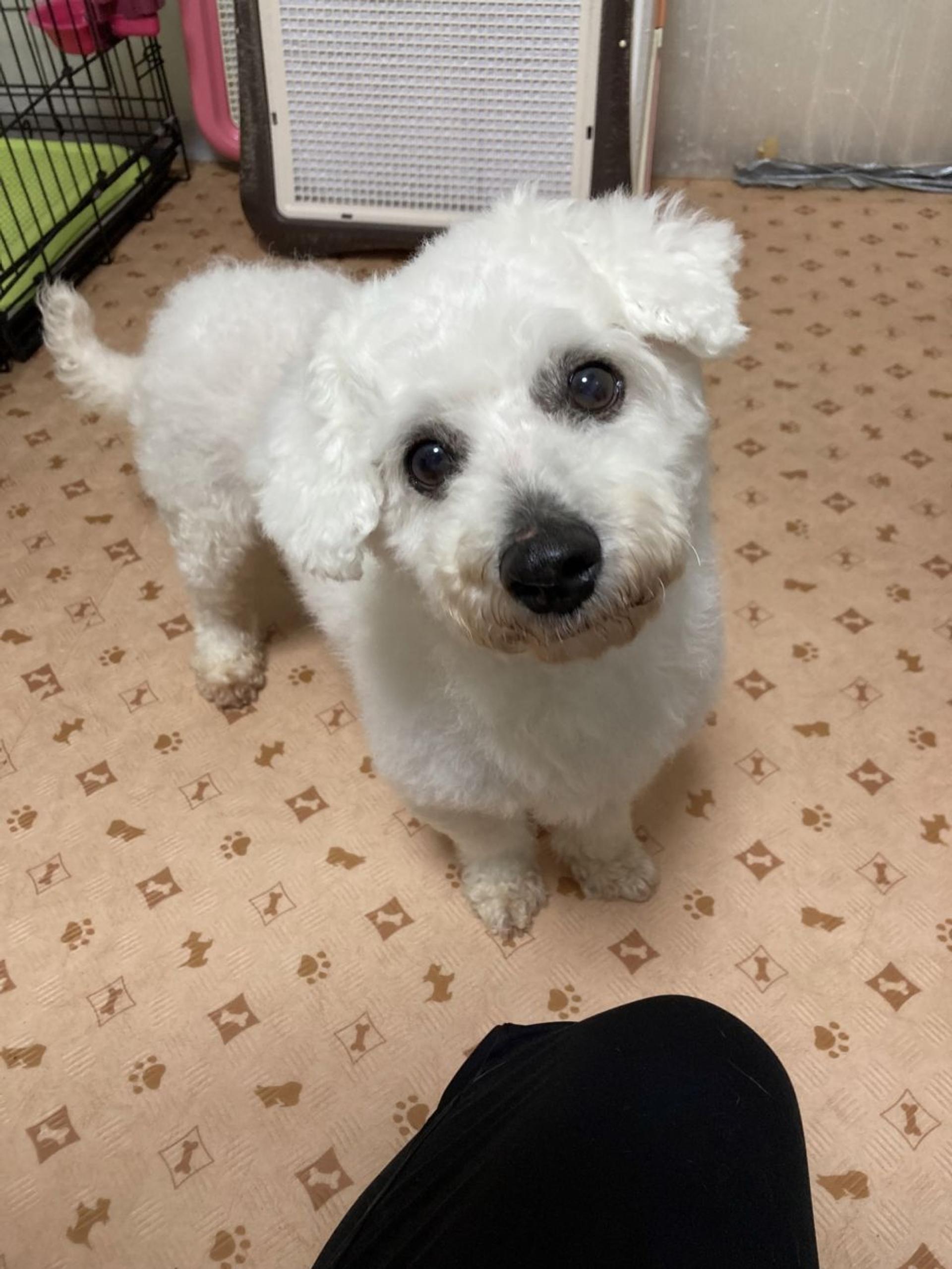 pet-image-7