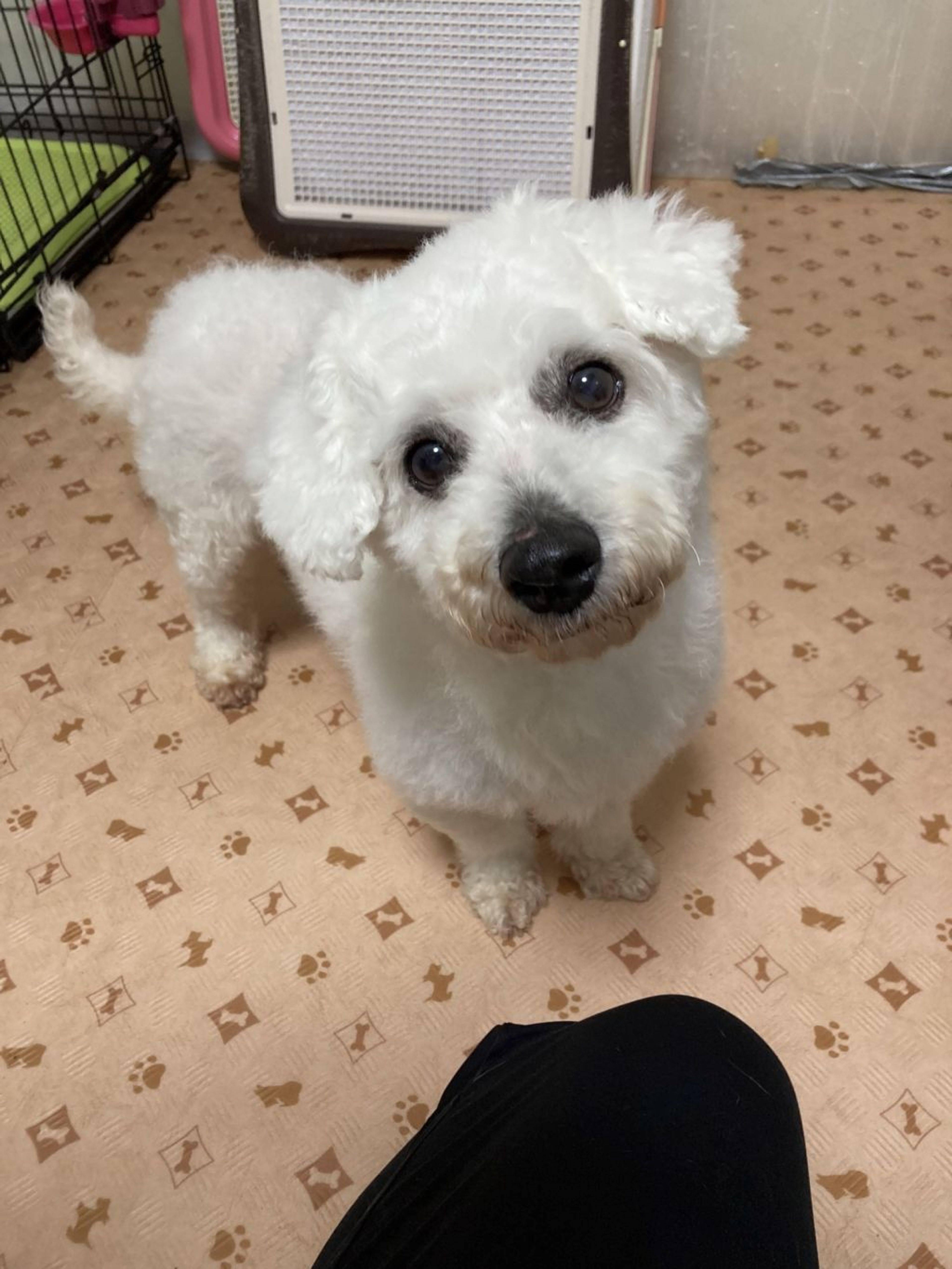 pet-image-7