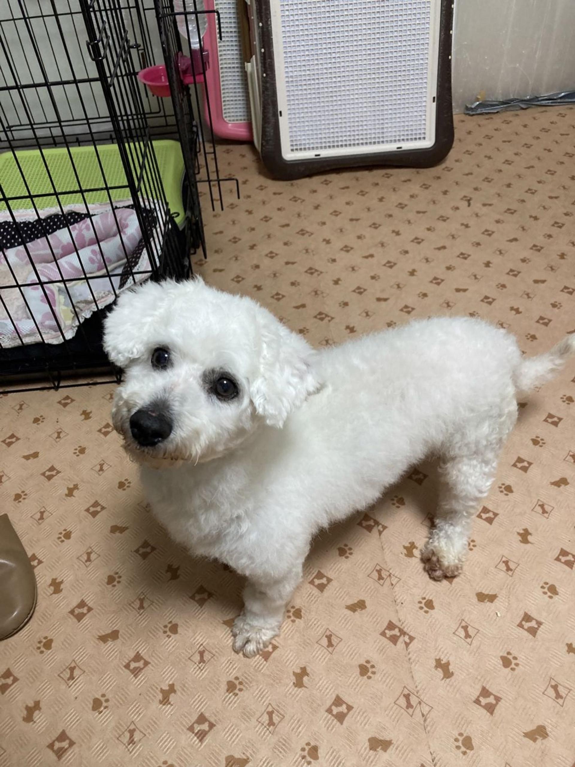 pet-image-9