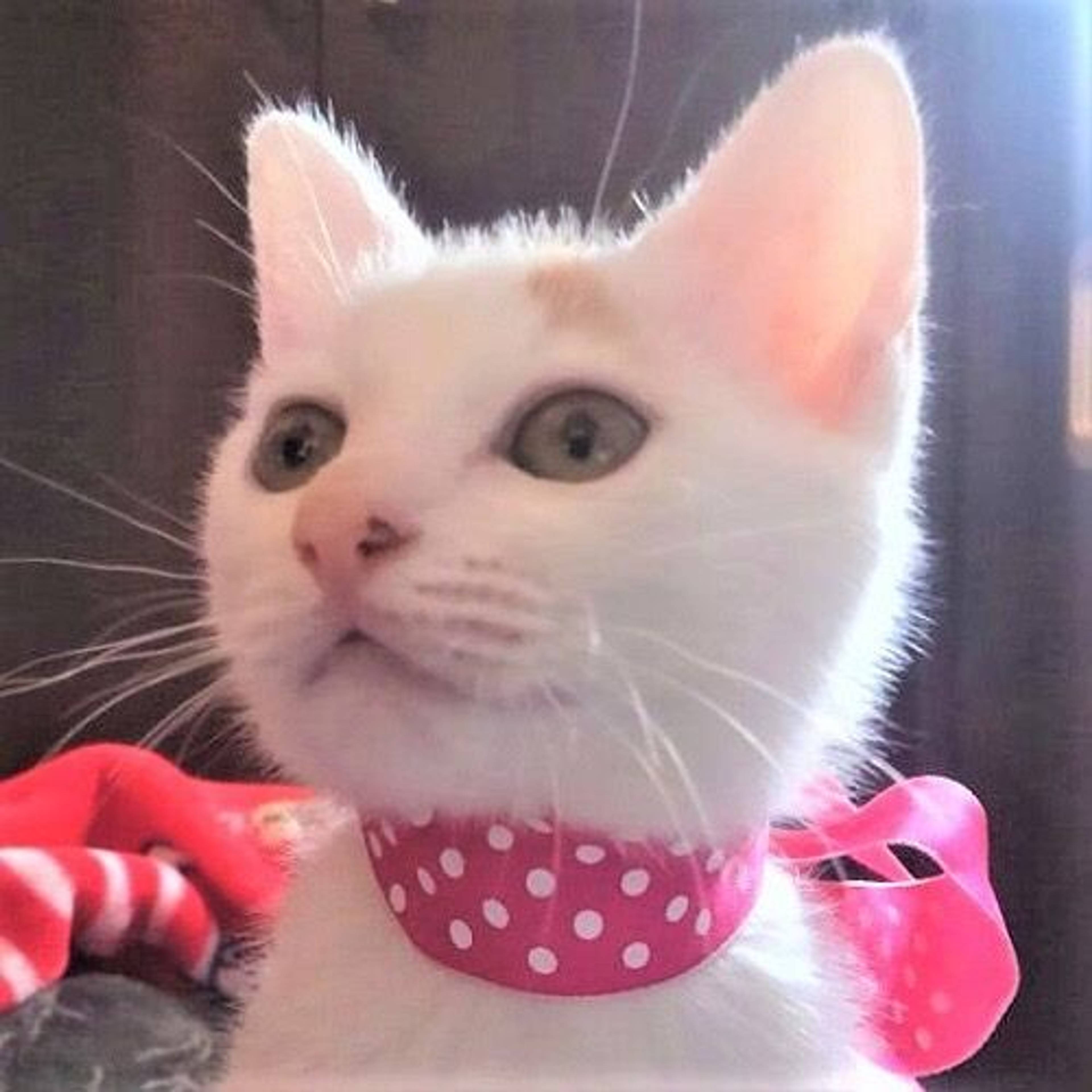 雑種（ミックス猫）・メスの里親募集の写真