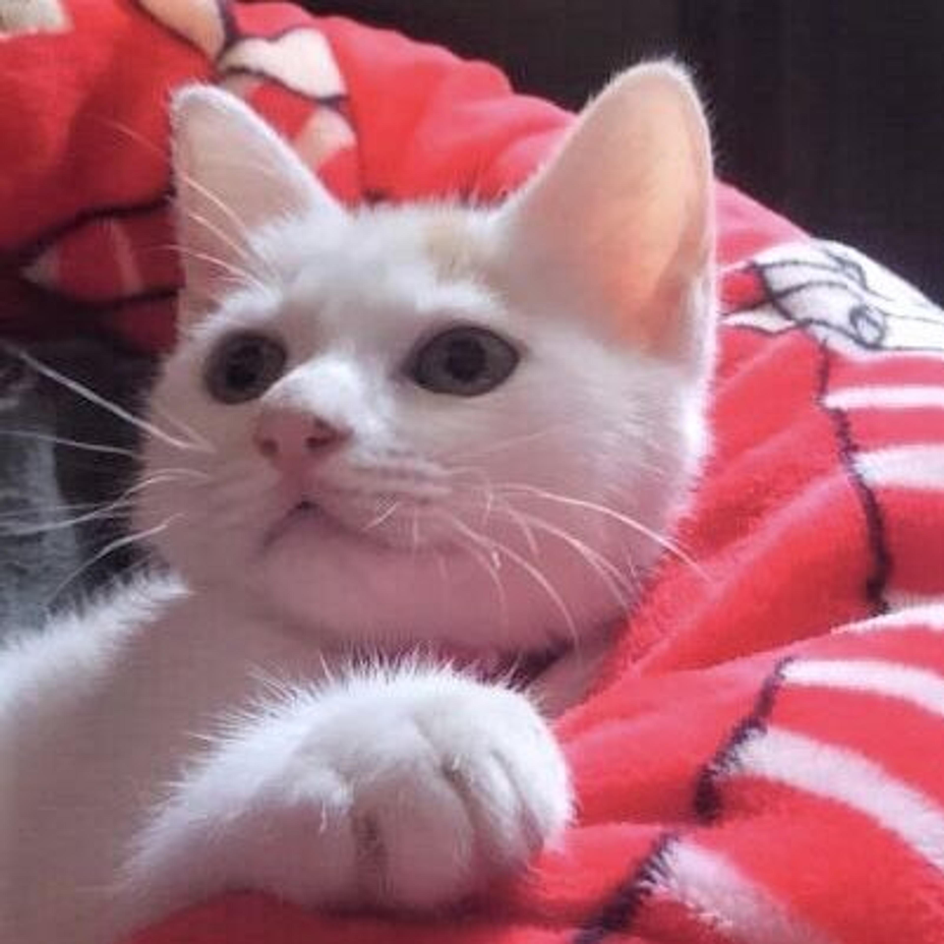pet-image-2