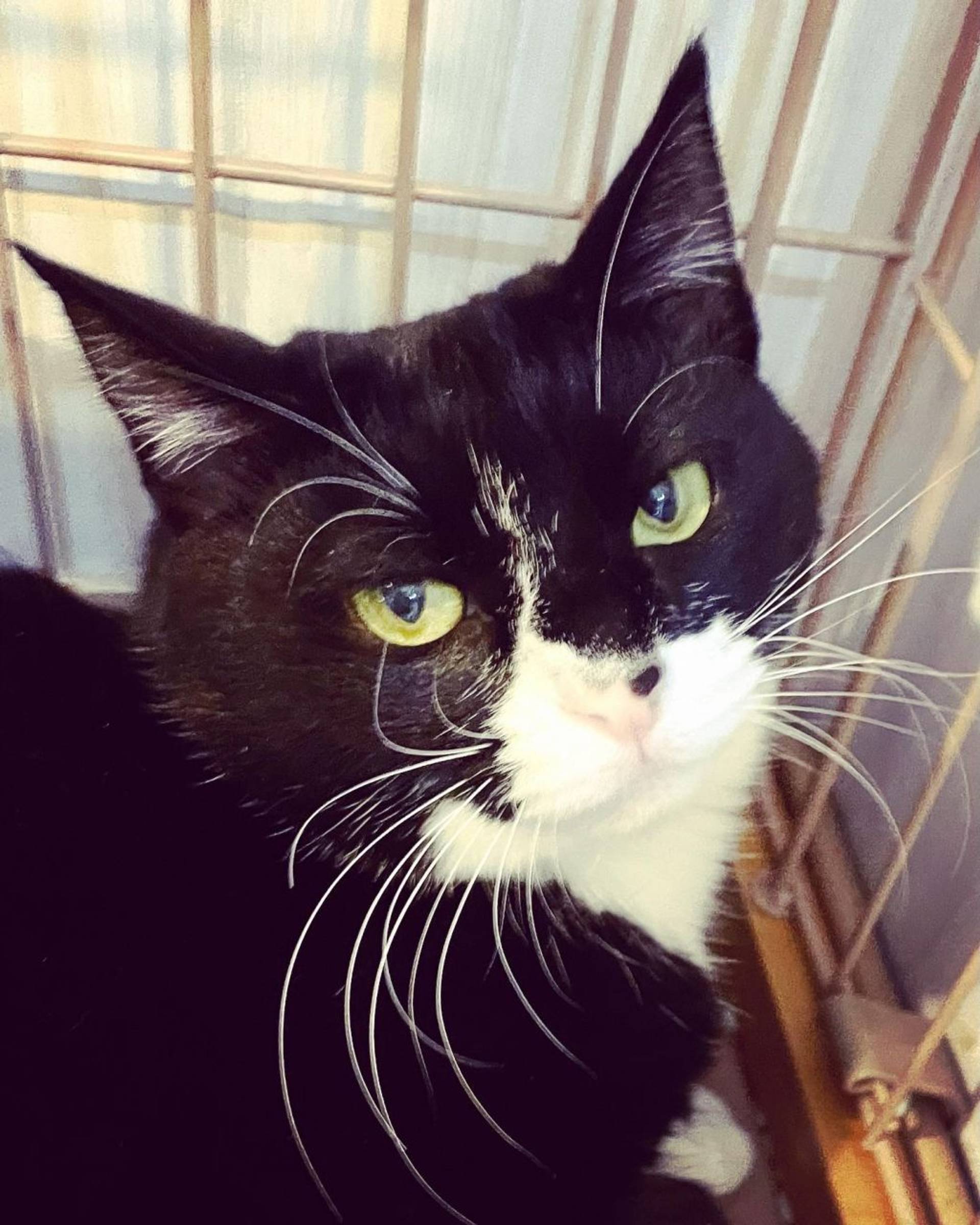 雑種（ミックス猫）・メスの里親募集の写真
