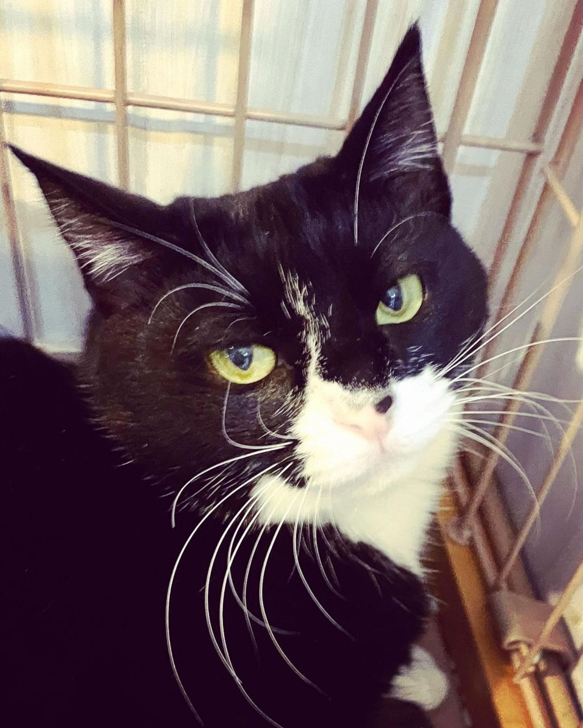 雑種（ミックス猫）・メスの里親募集の写真