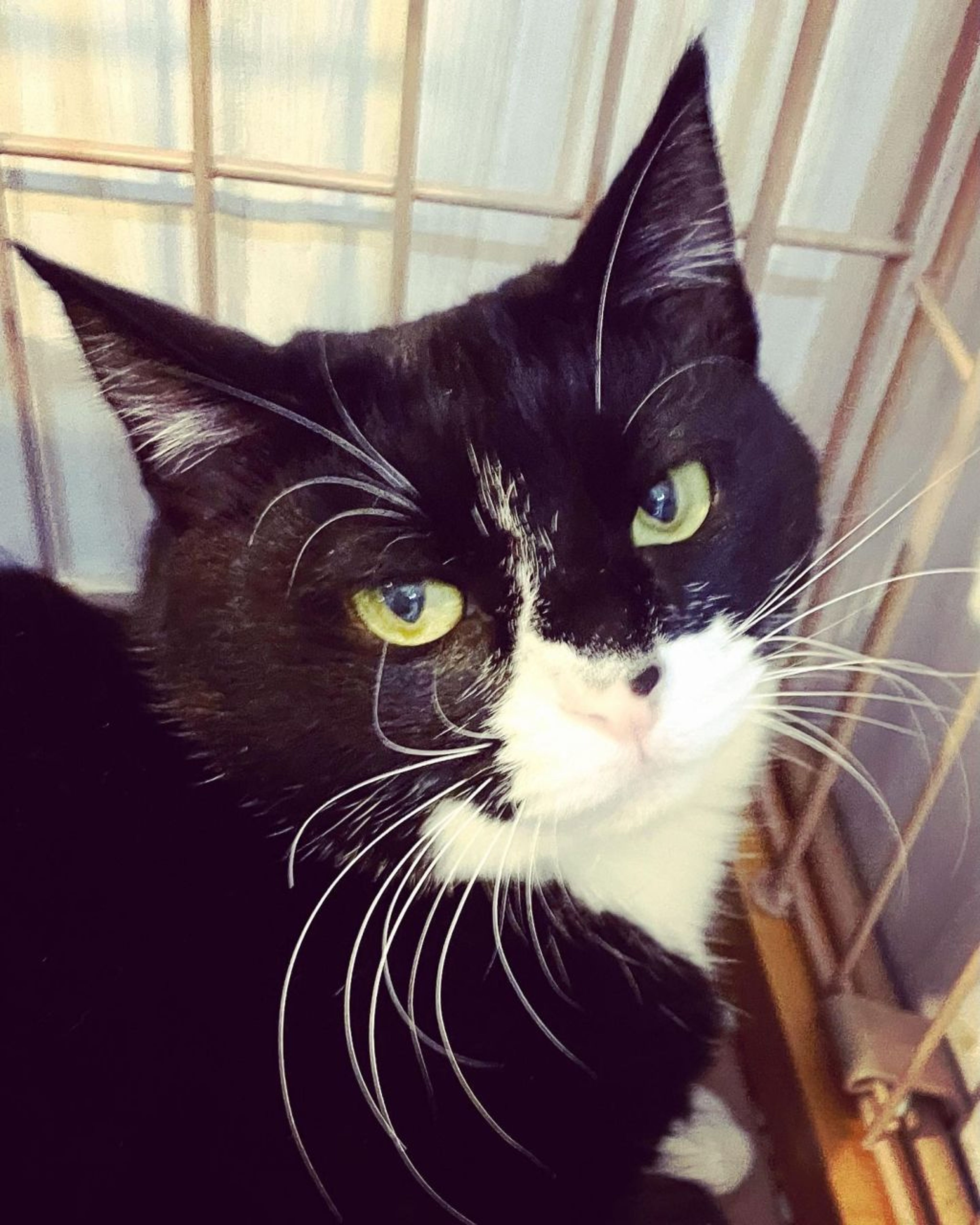 雑種（ミックス猫）・メスの里親募集の写真