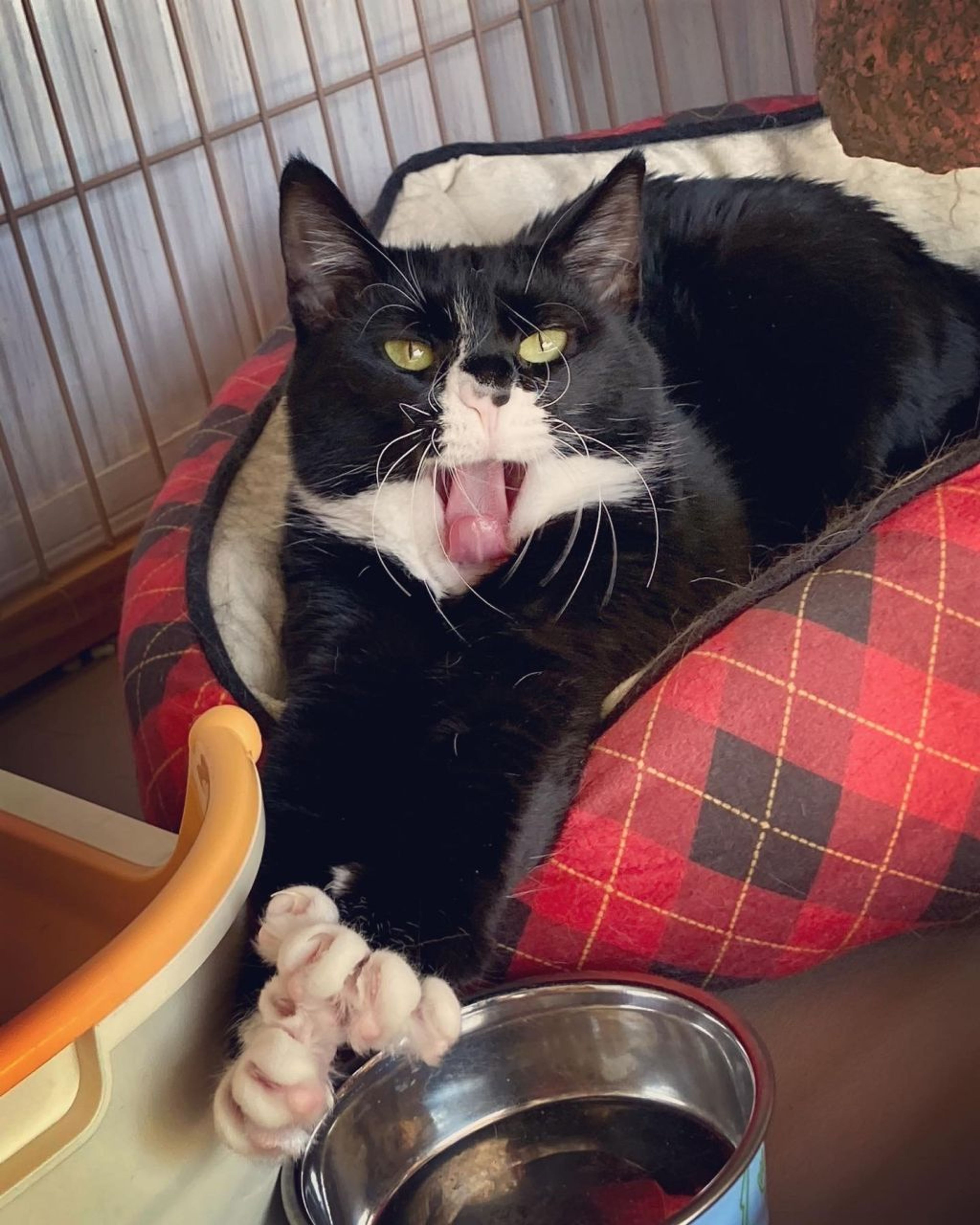 pet-image-9