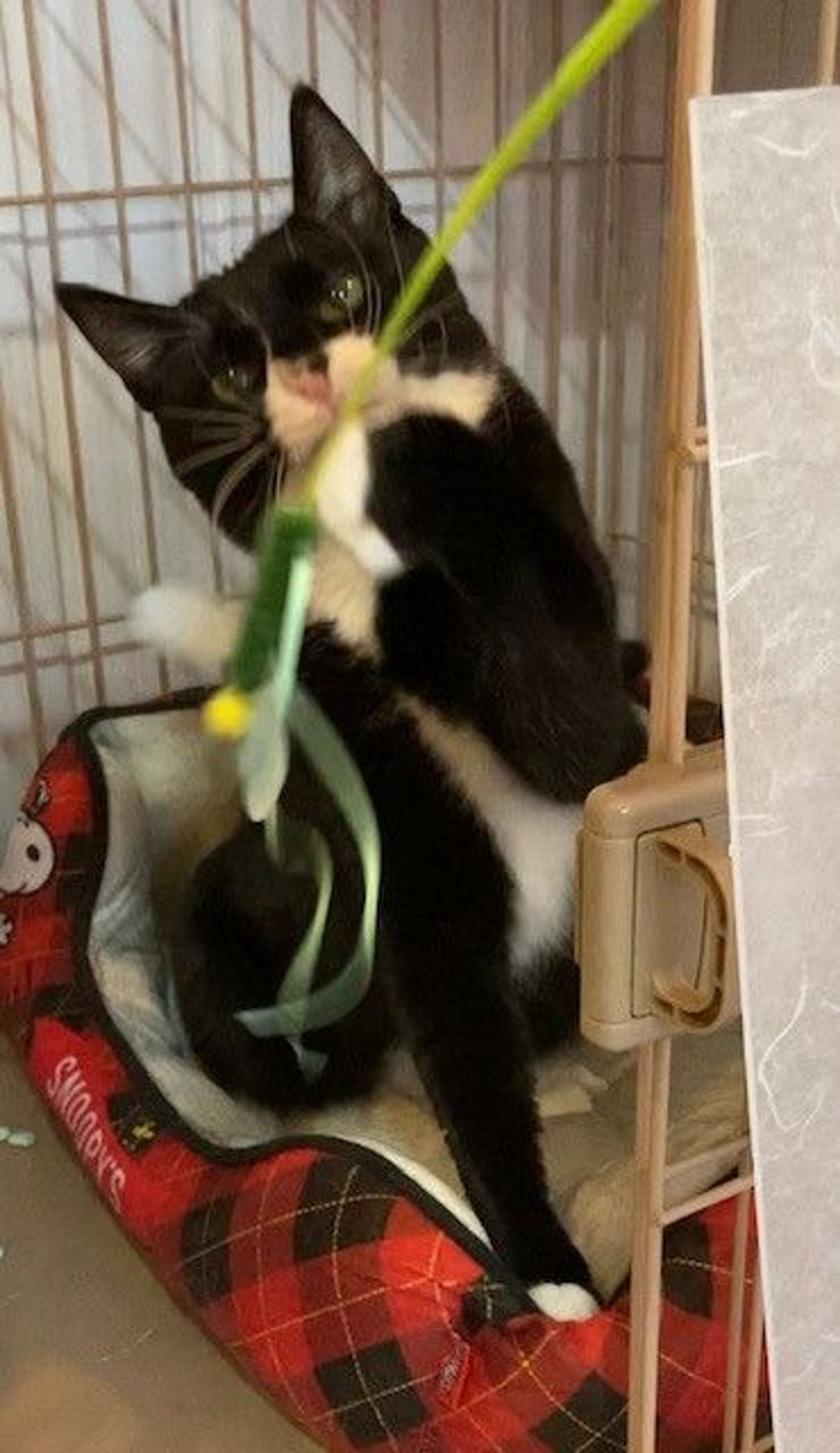 pet-image-2