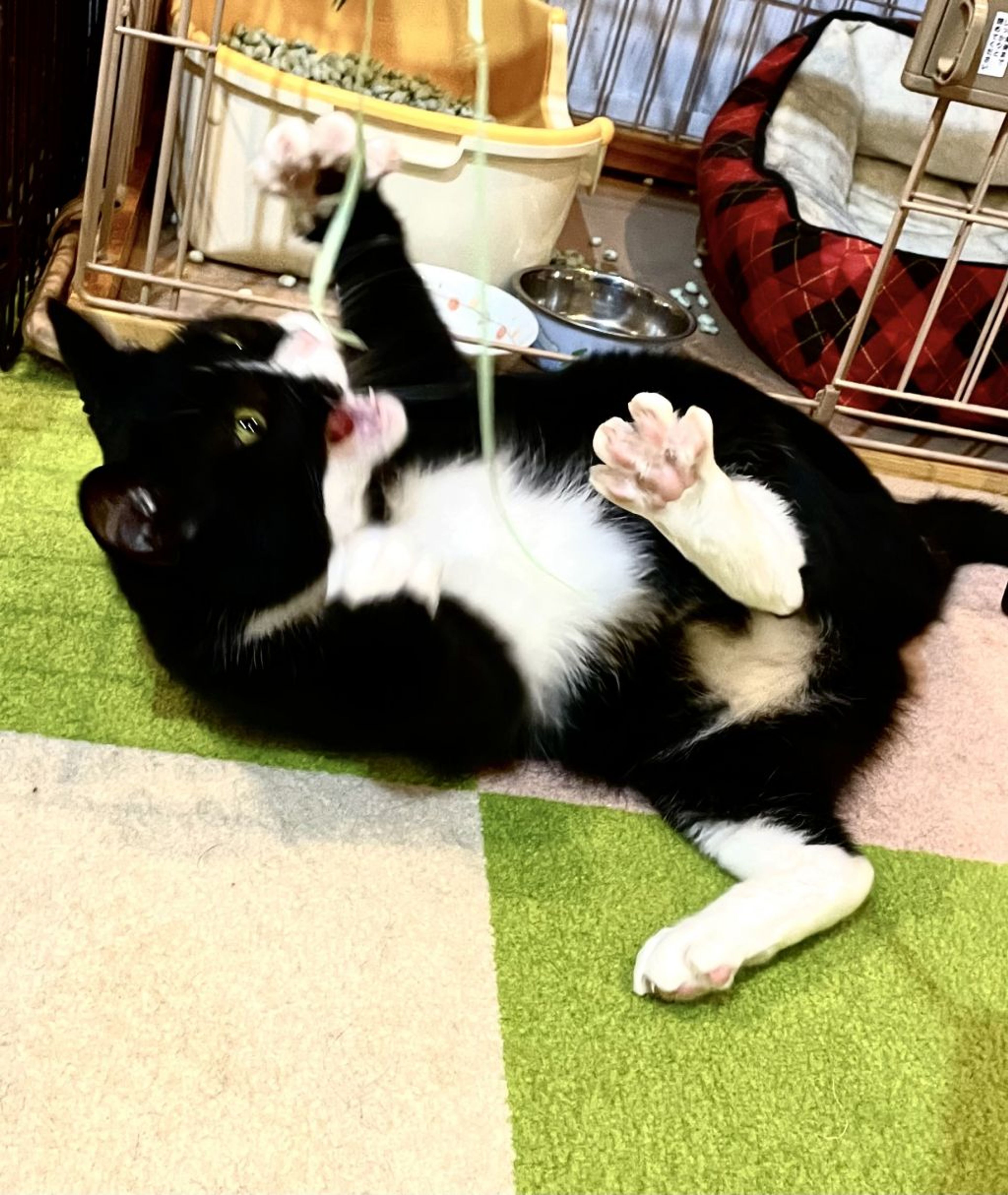 pet-image-4