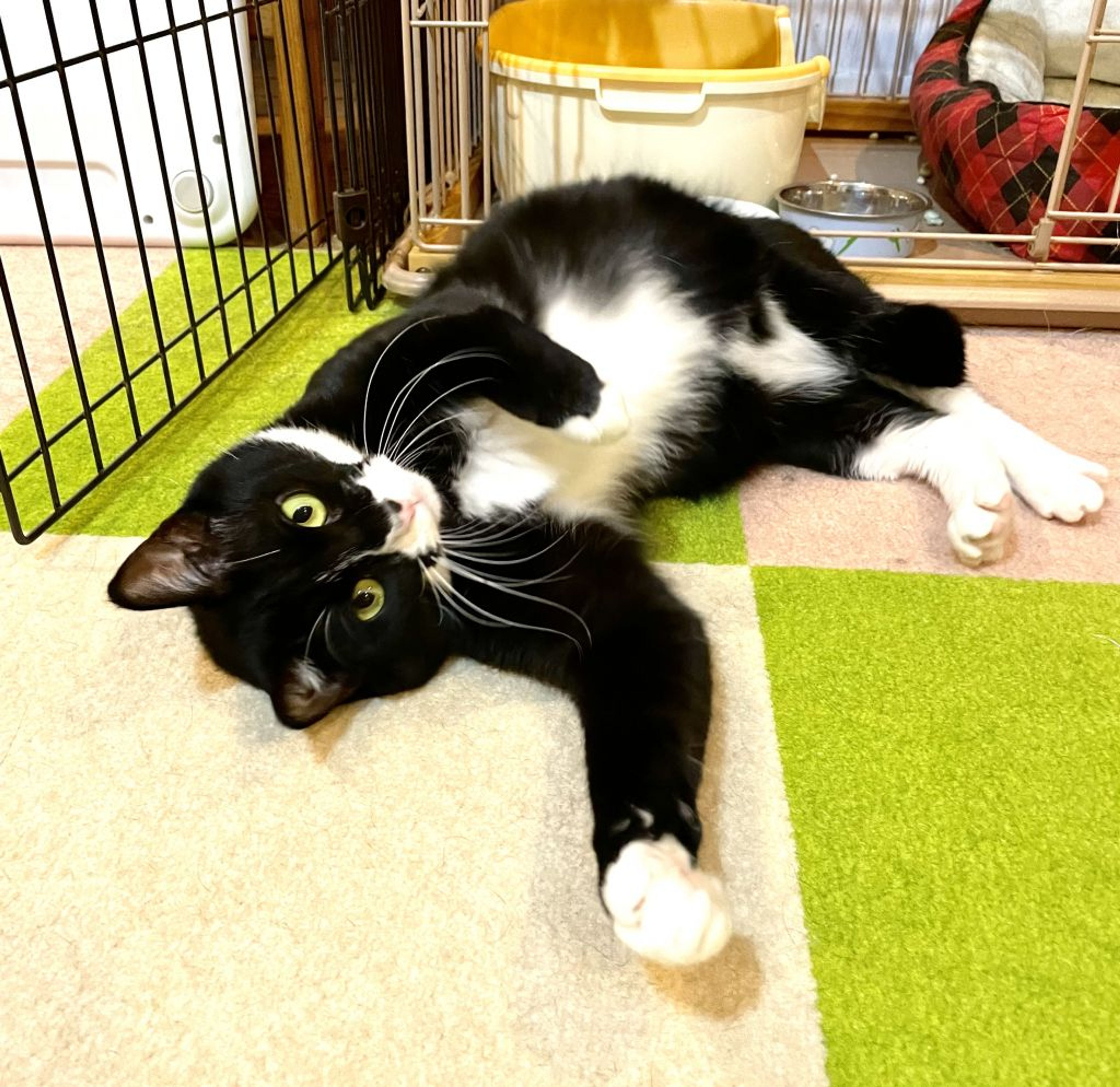 pet-image-8