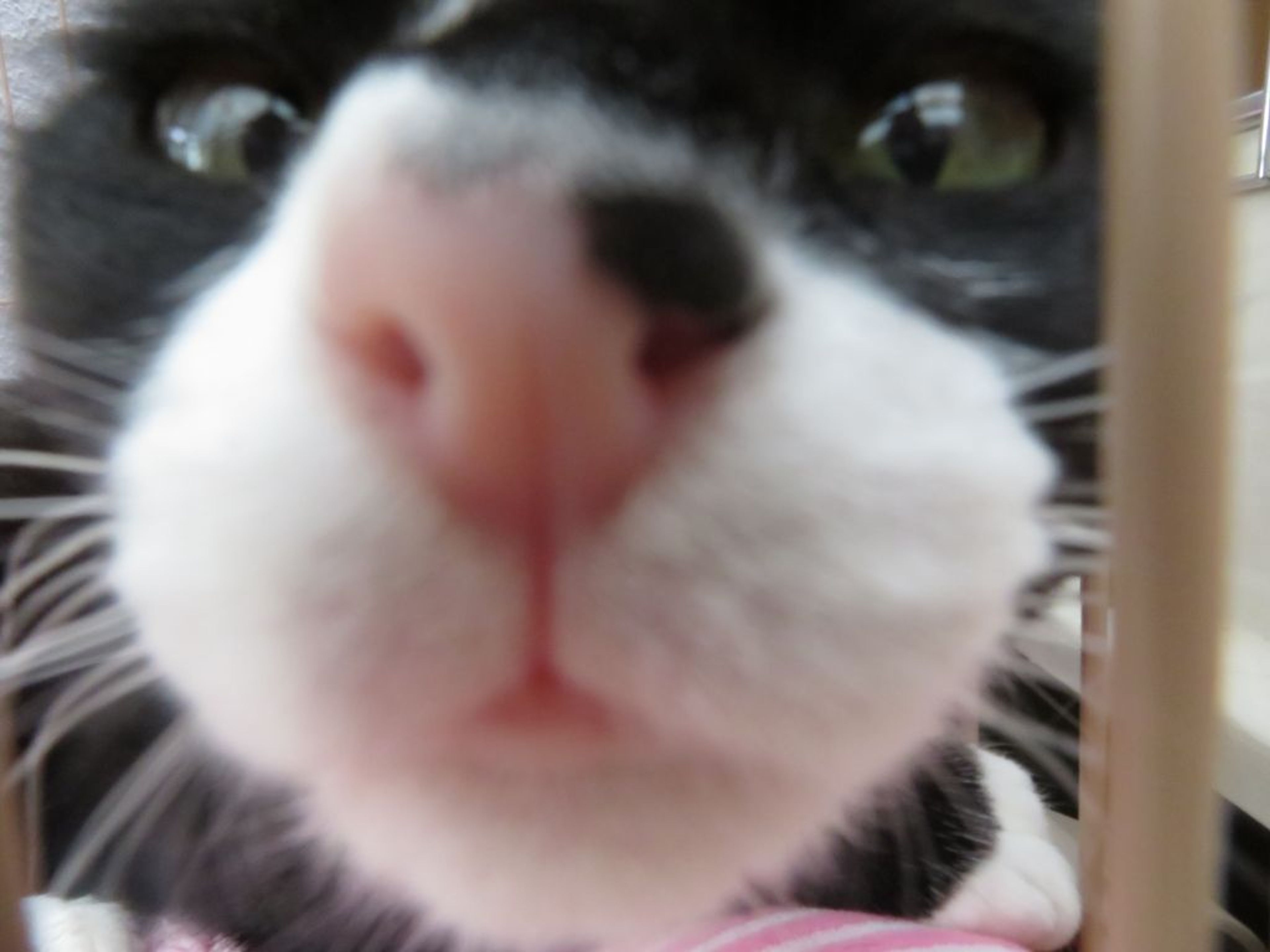 pet-image-10