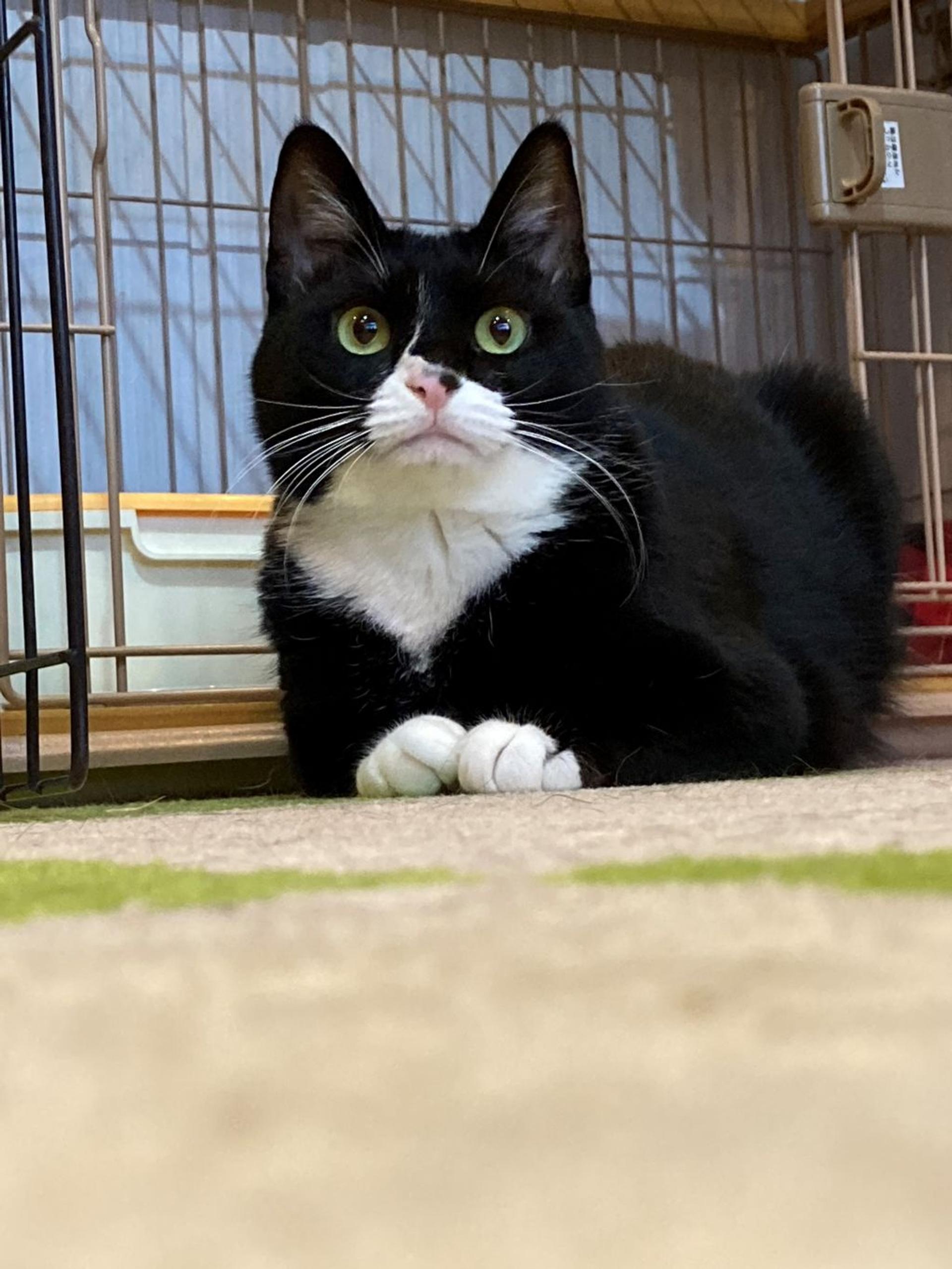 pet-image-5
