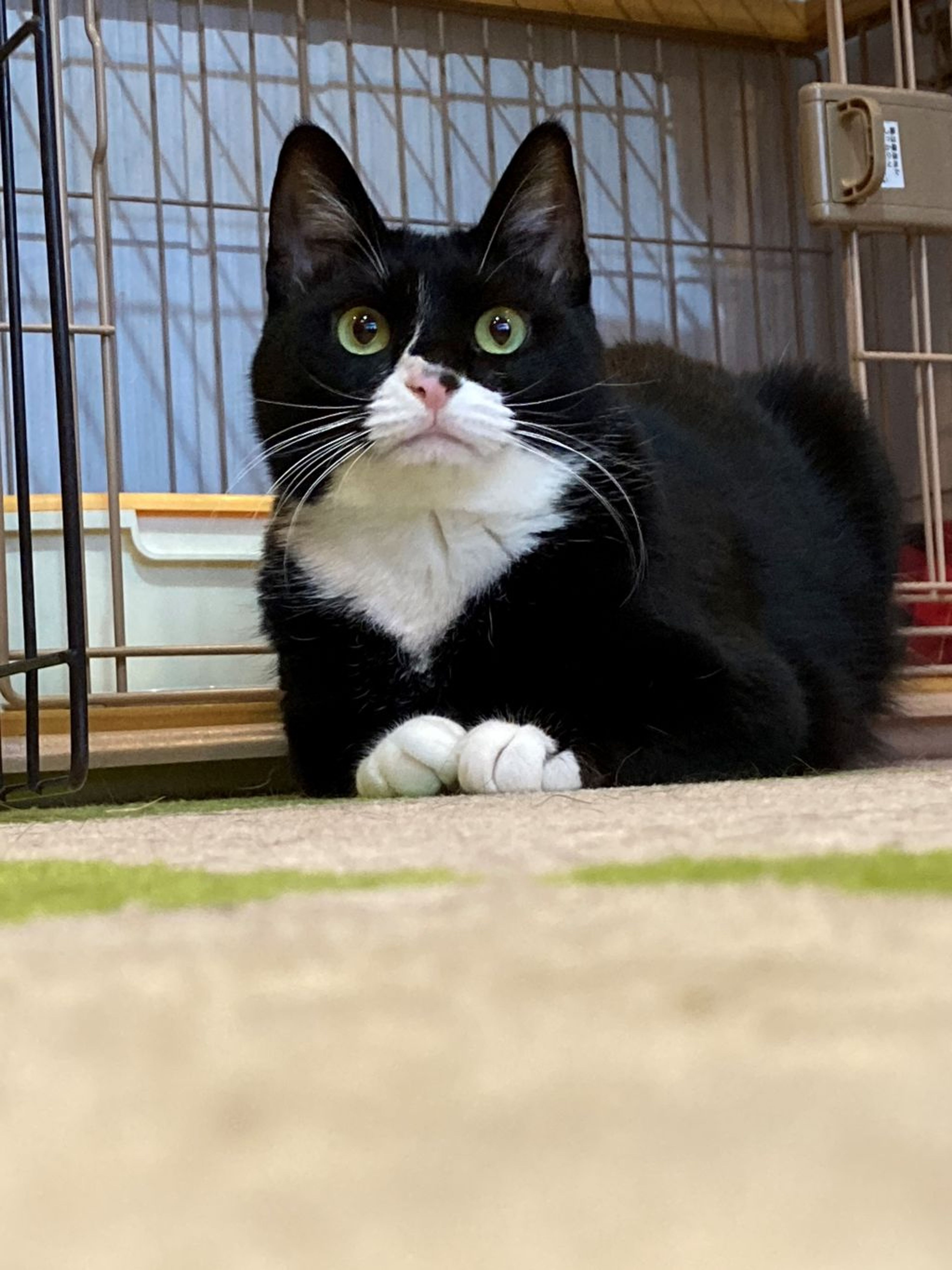 pet-image-5