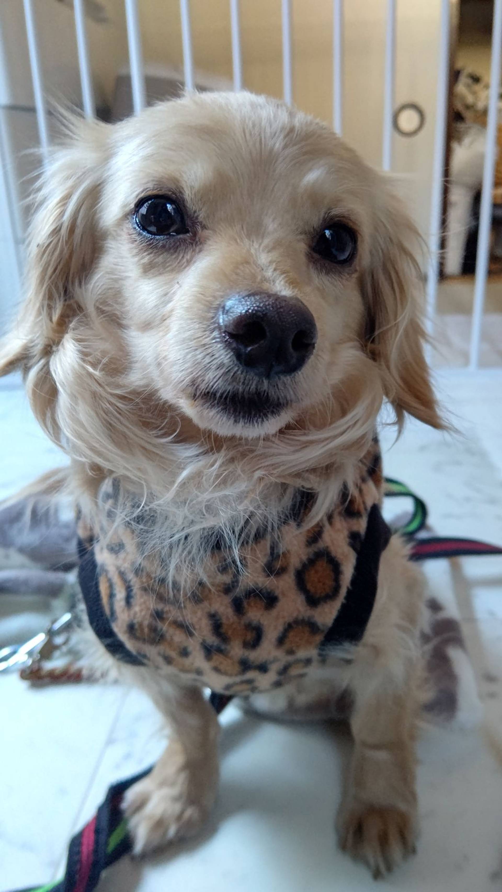 雑種（ミックス犬）・オスの里親募集の写真