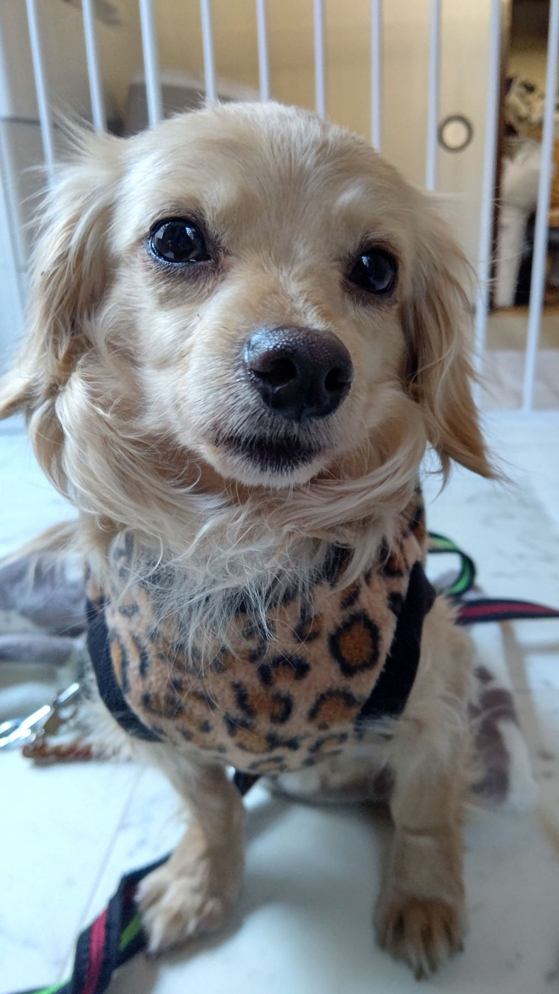 雑種（ミックス犬）・オスの里親募集の写真