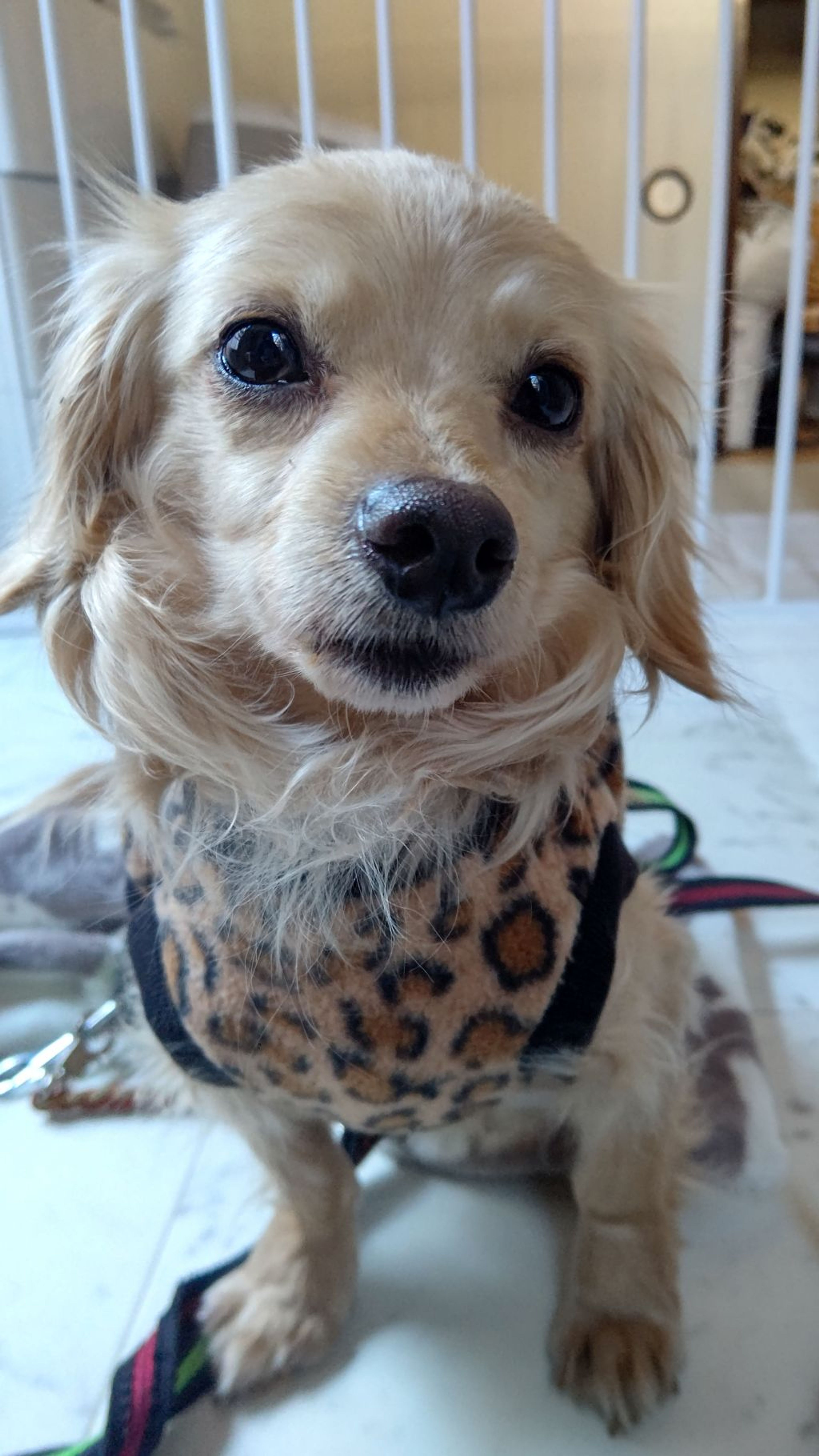 雑種（ミックス犬）・オスの里親募集の写真