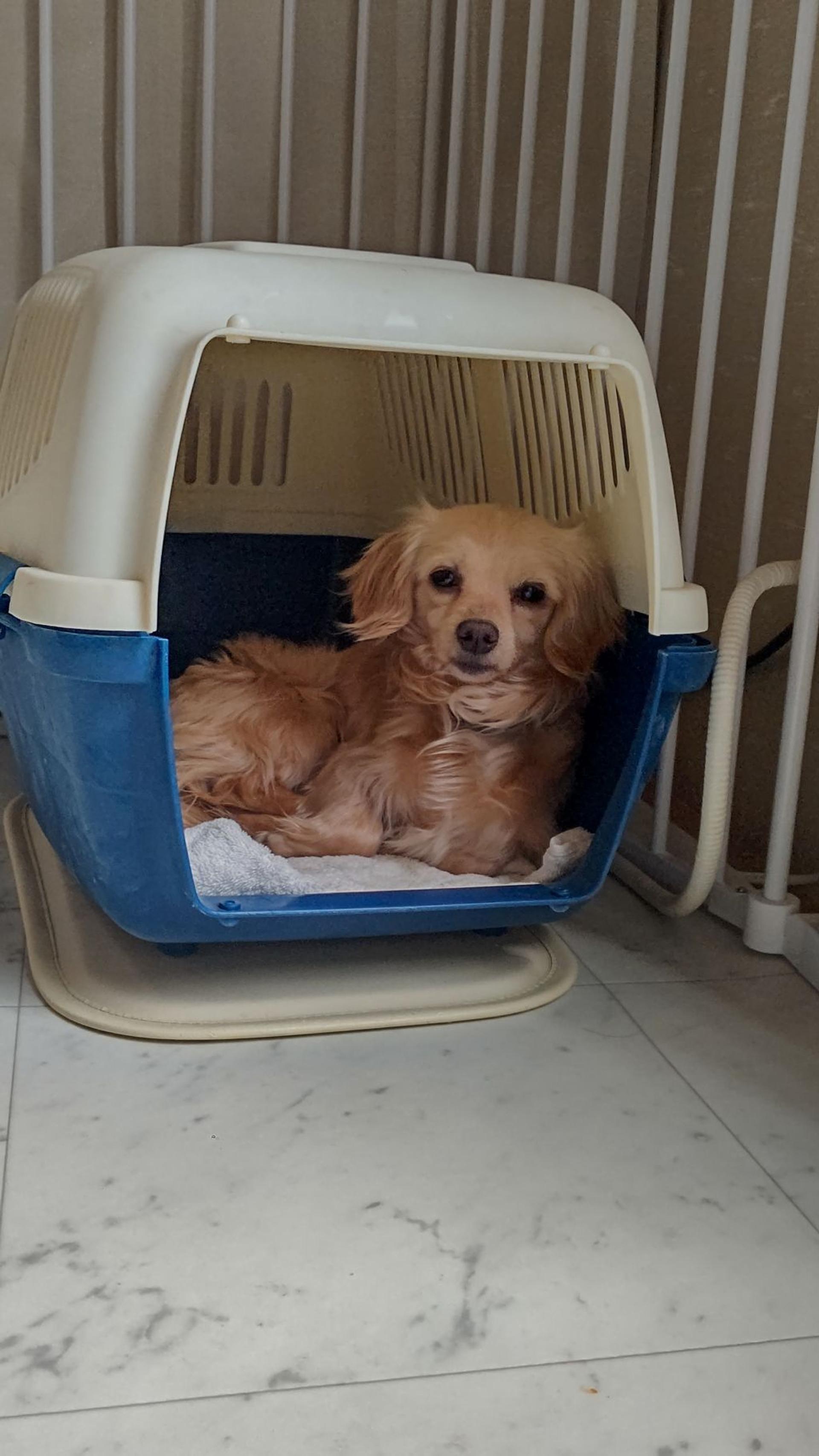 pet-image-3