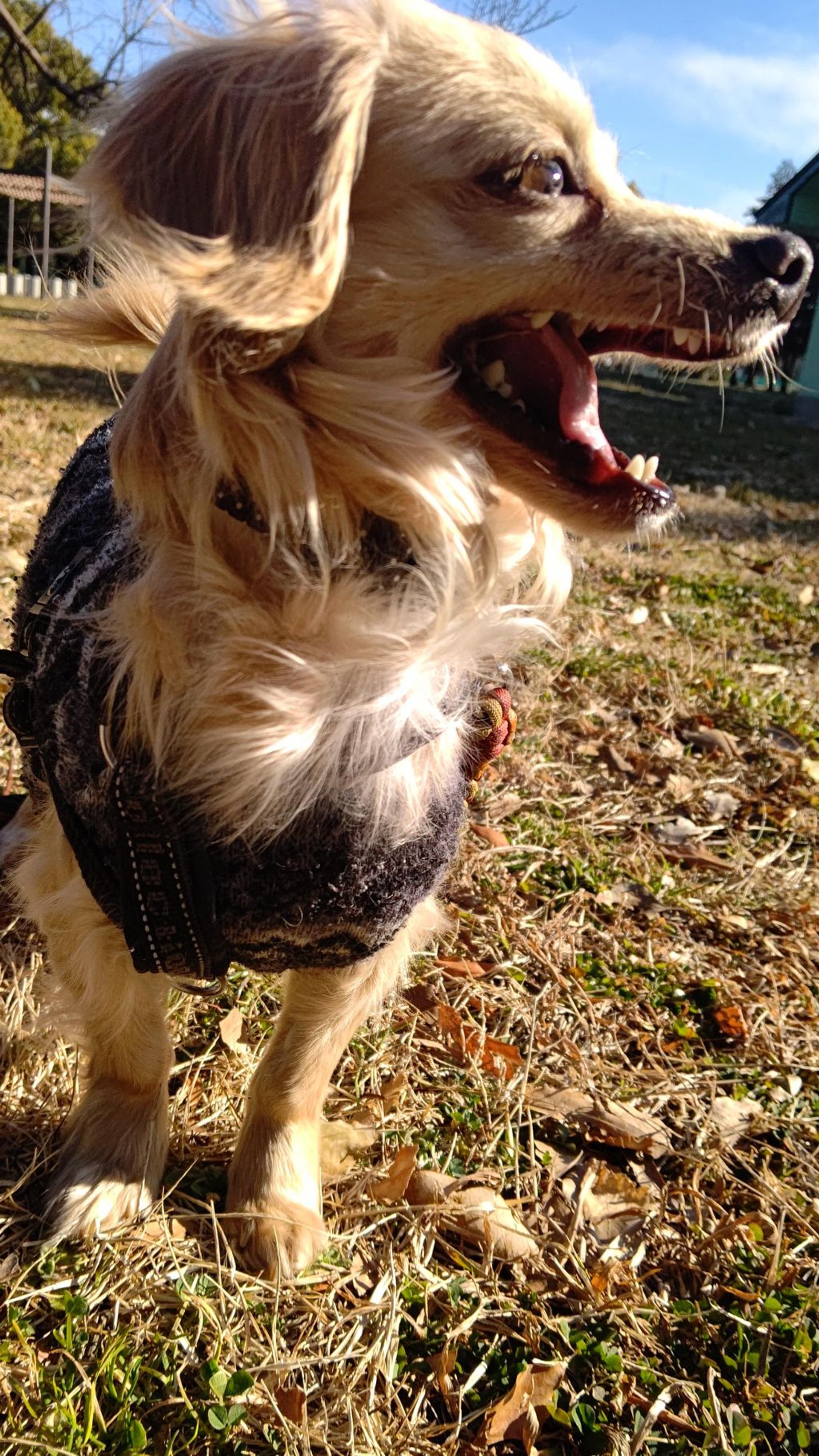 pet-image-4