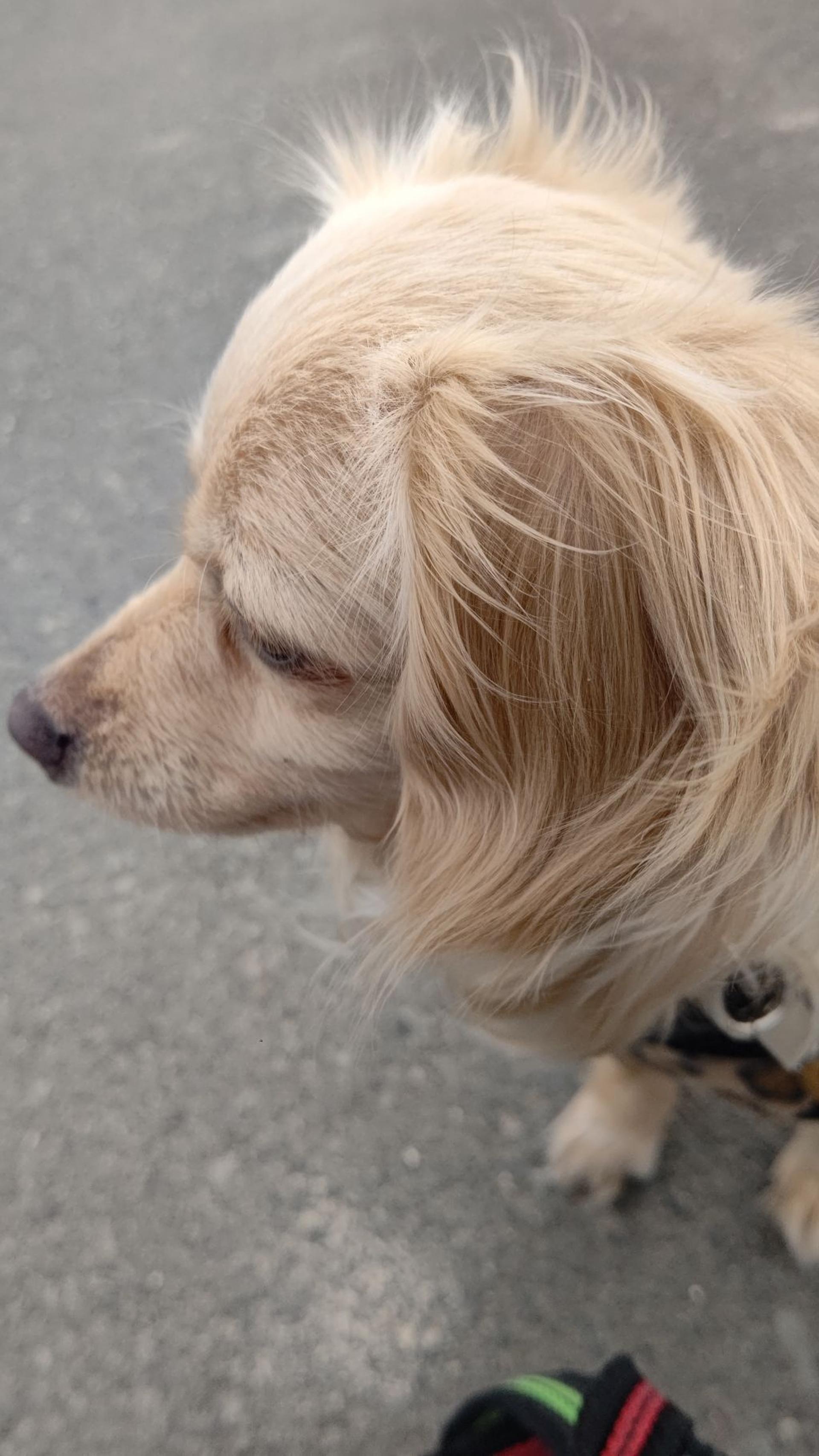 pet-image-5