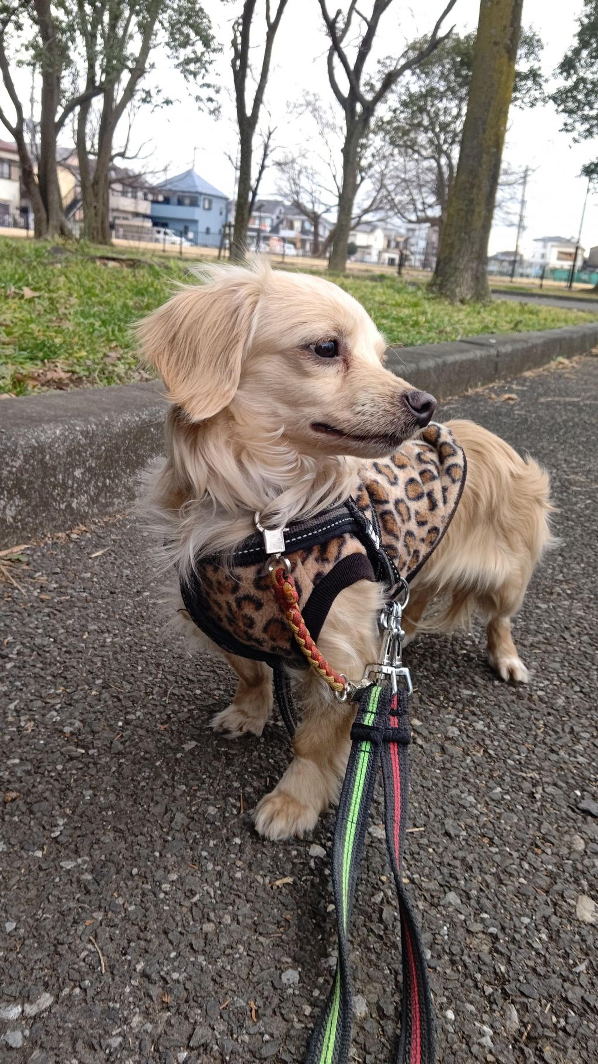 pet-image-6