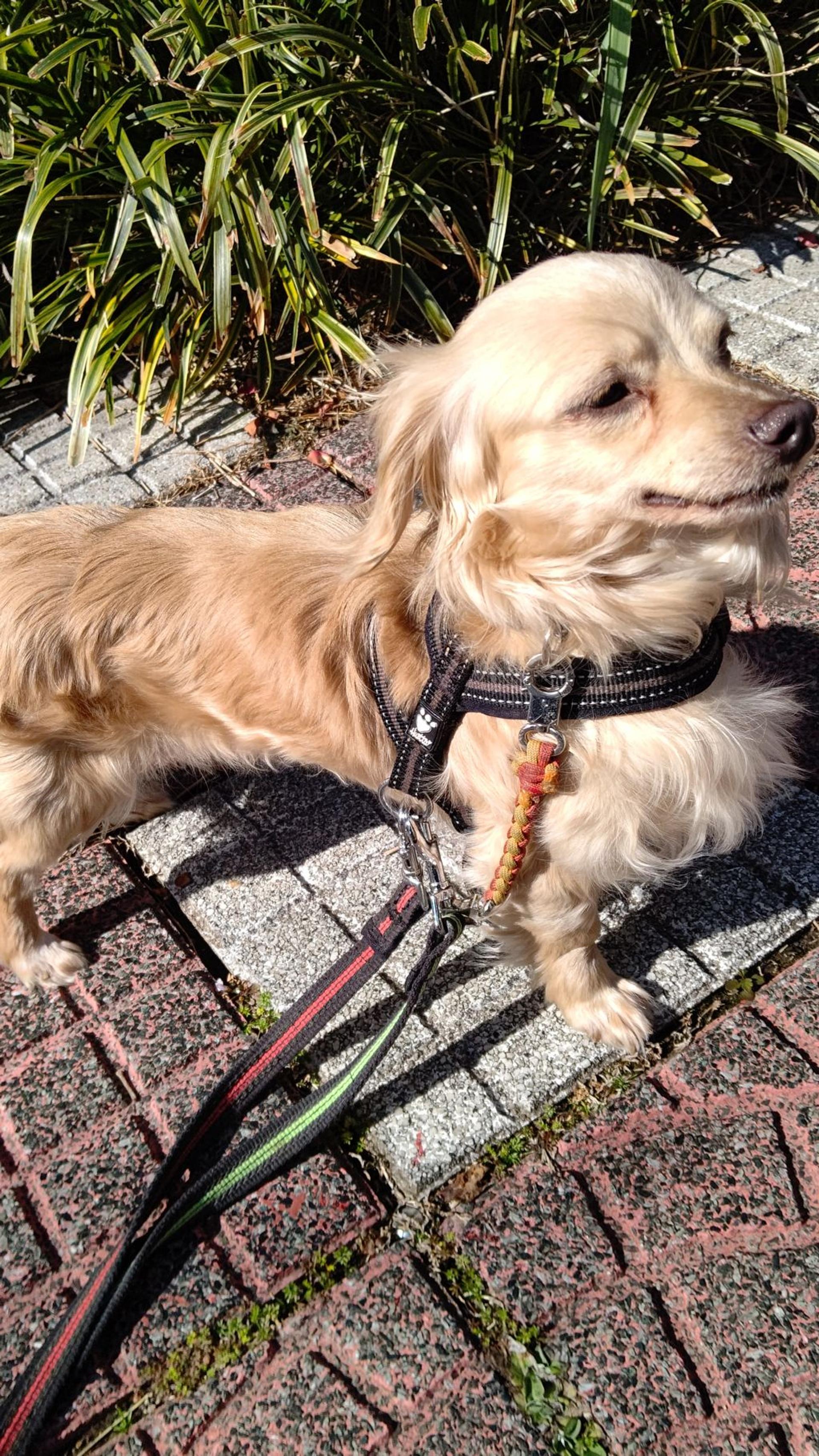pet-image-8