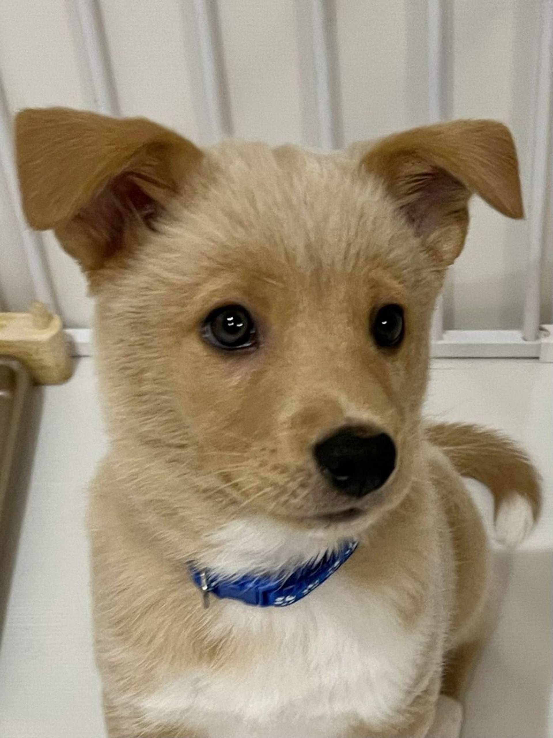 雑種（ミックス犬）・オスの里親募集の写真