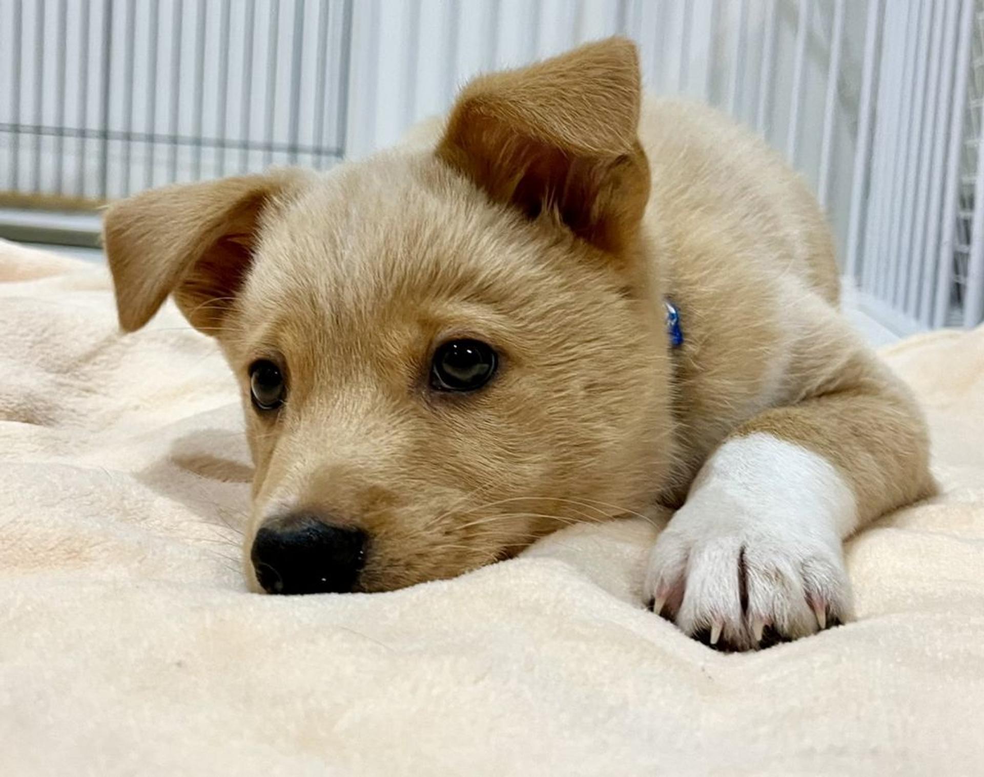 pet-image-3